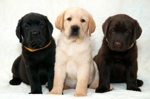 Labrador-retriever puppies photo