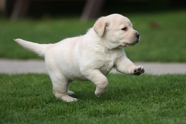 Labrador puppy