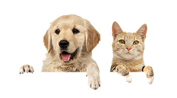 dog-and-cat