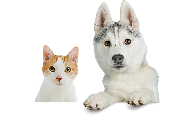 husky-and-cat