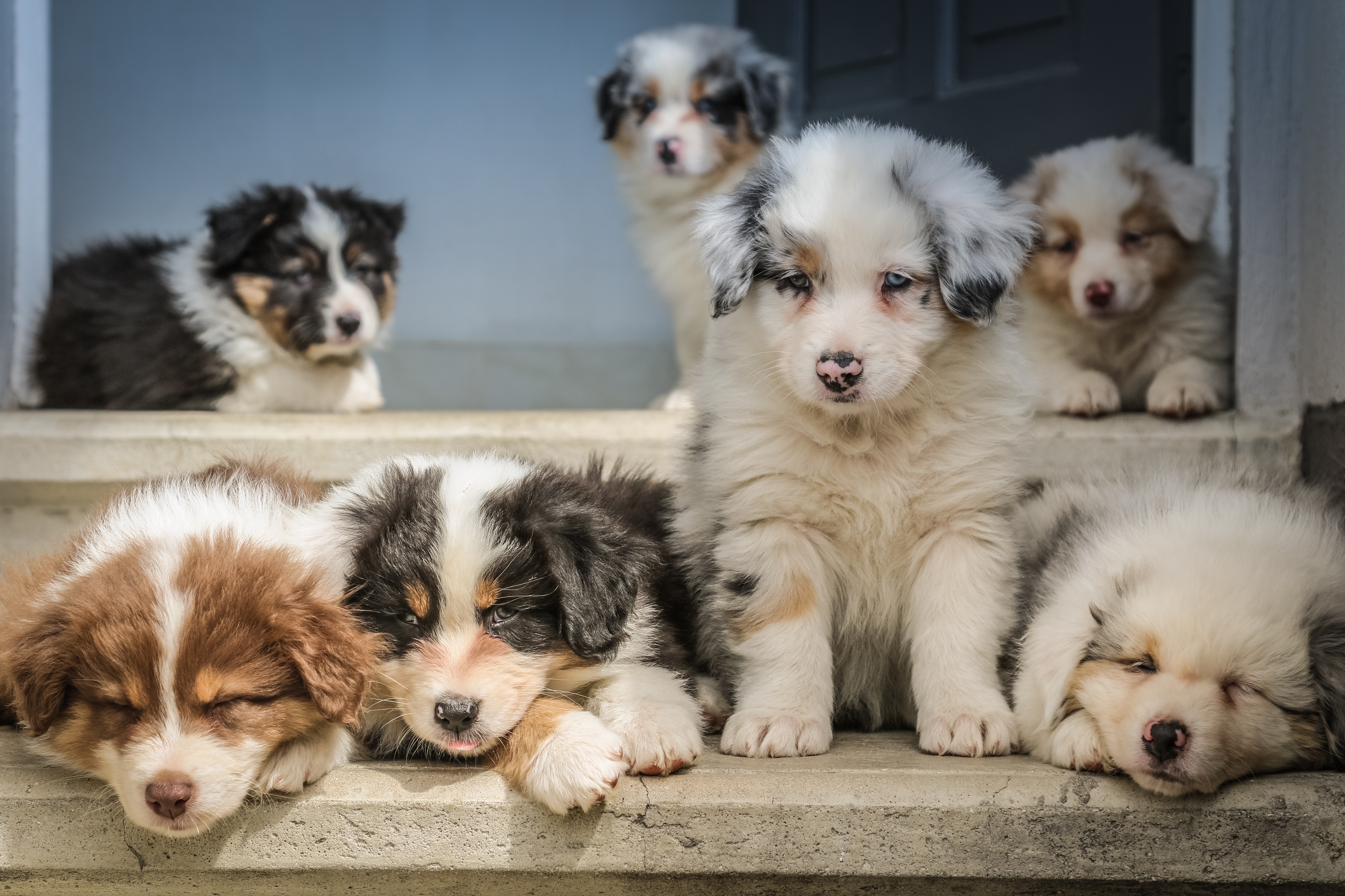 australian-shepherd