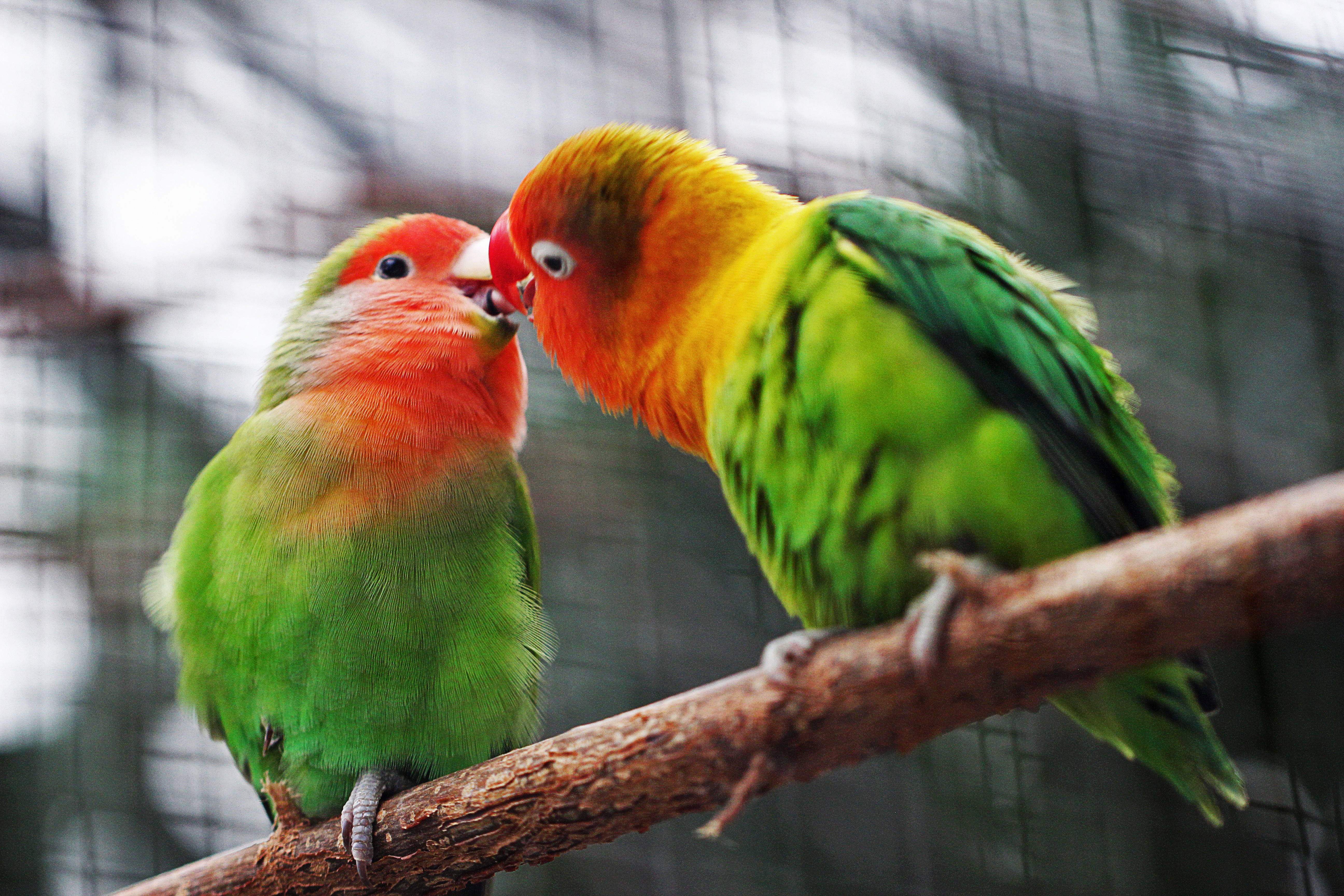 lovebirds