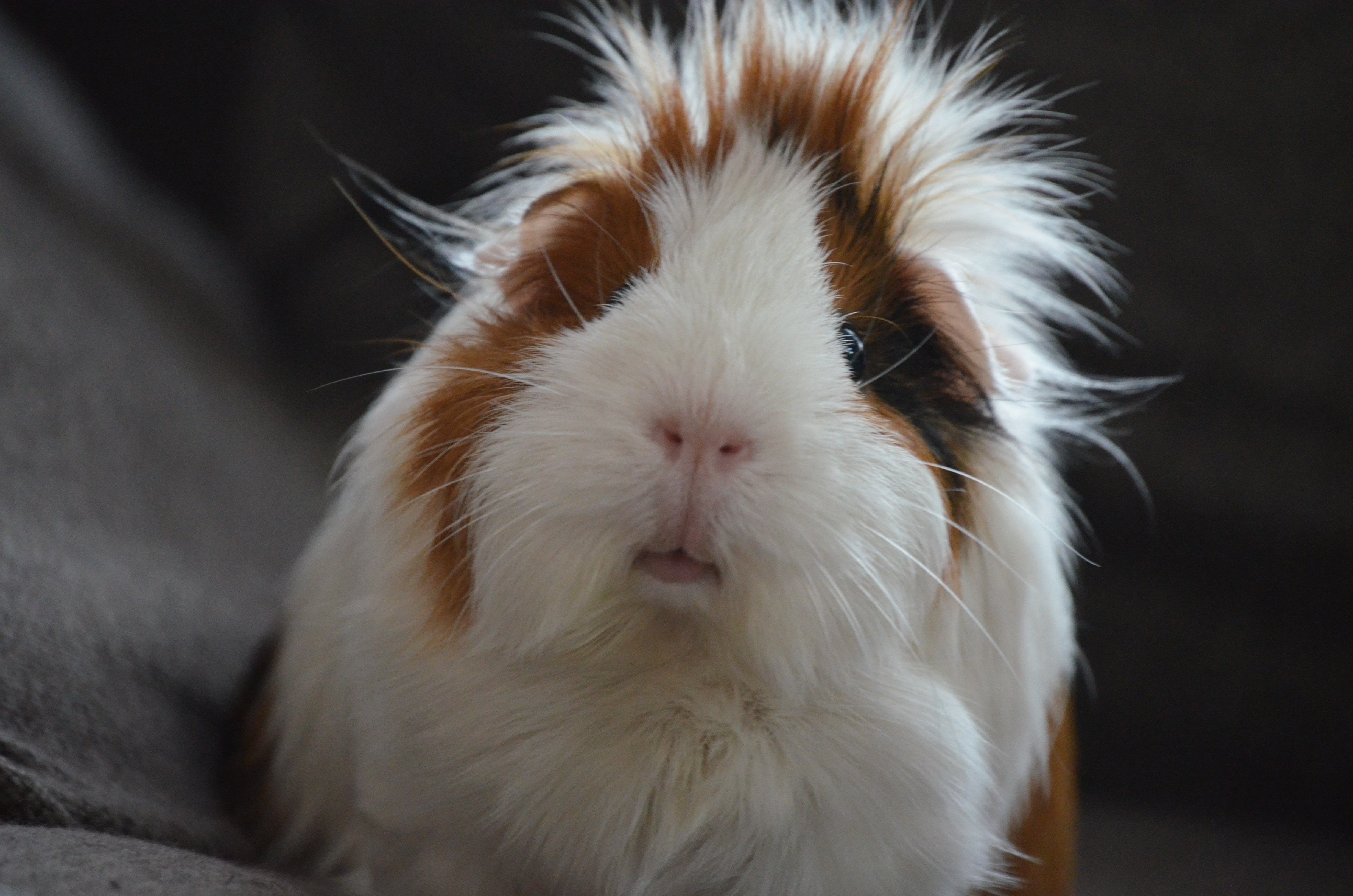 guinea-pig