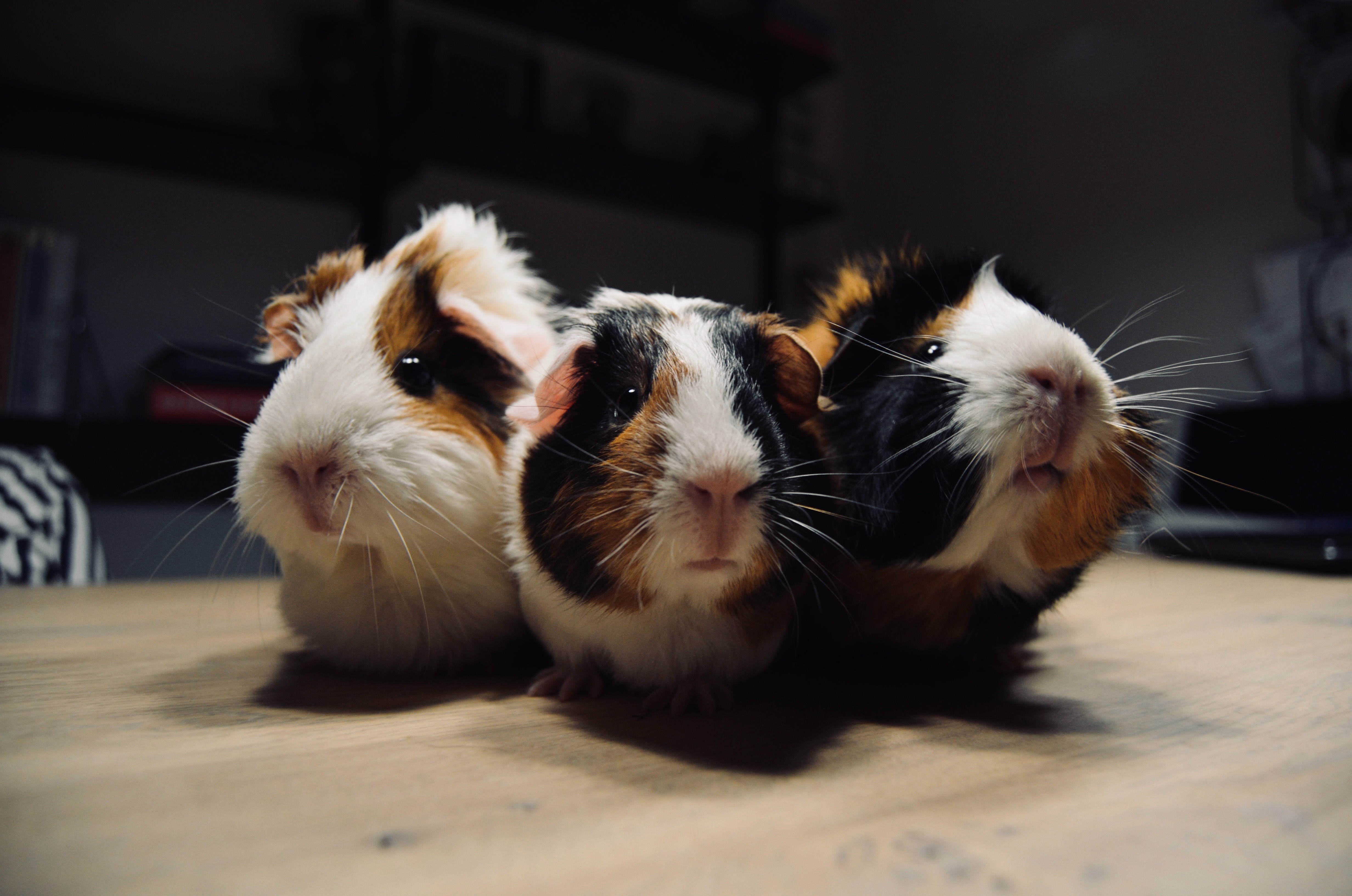 guinea-pigs