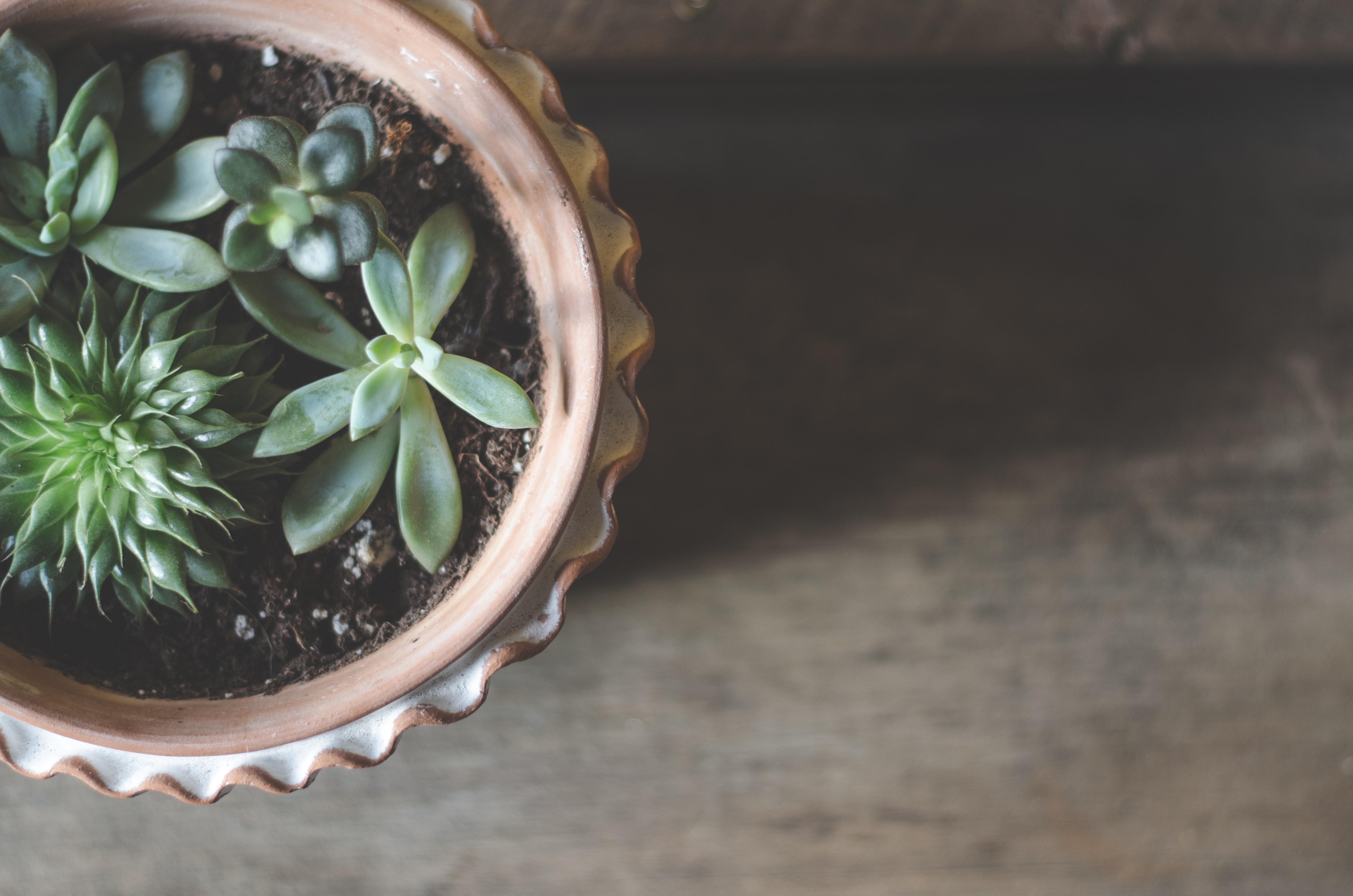succulent
