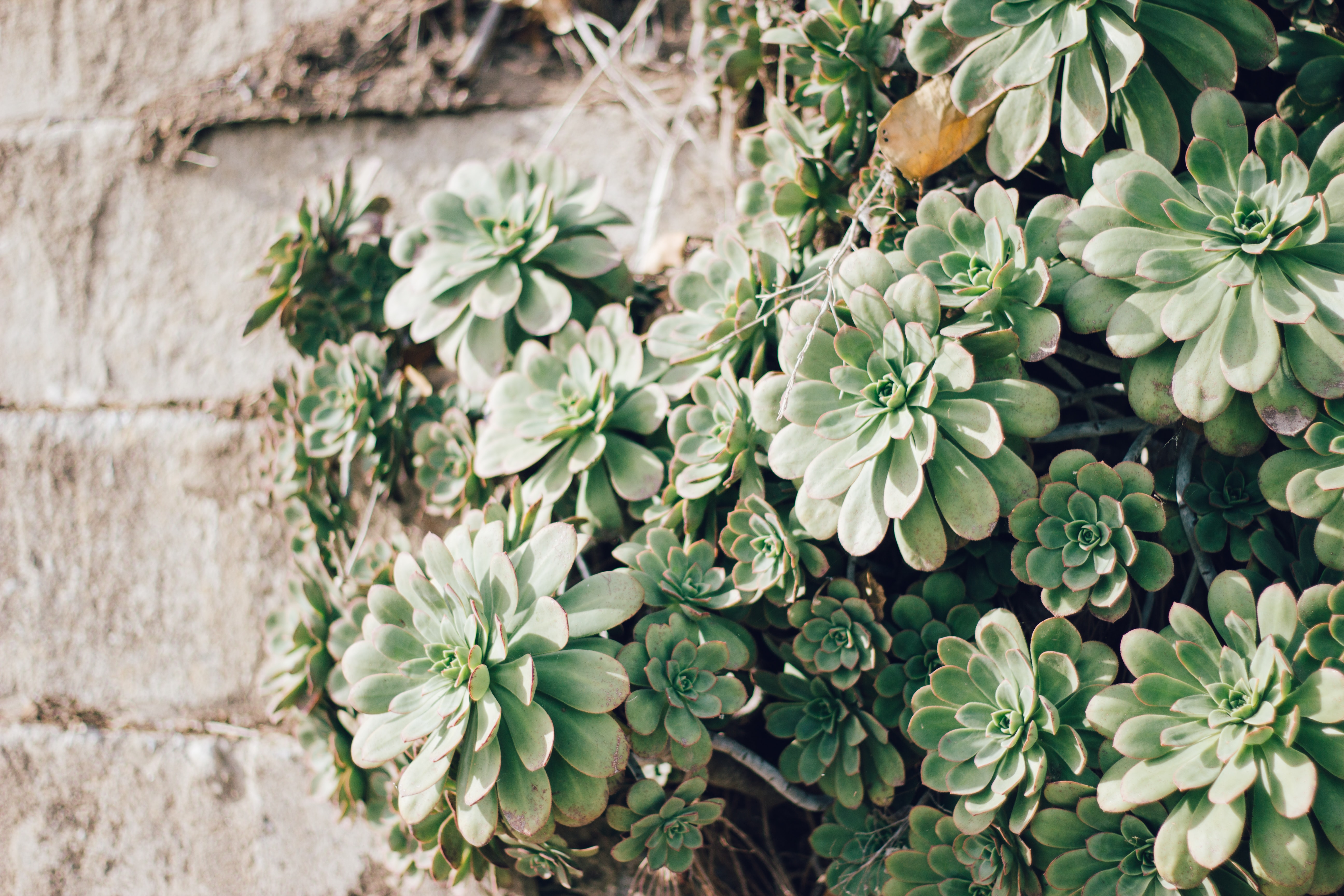 succulent