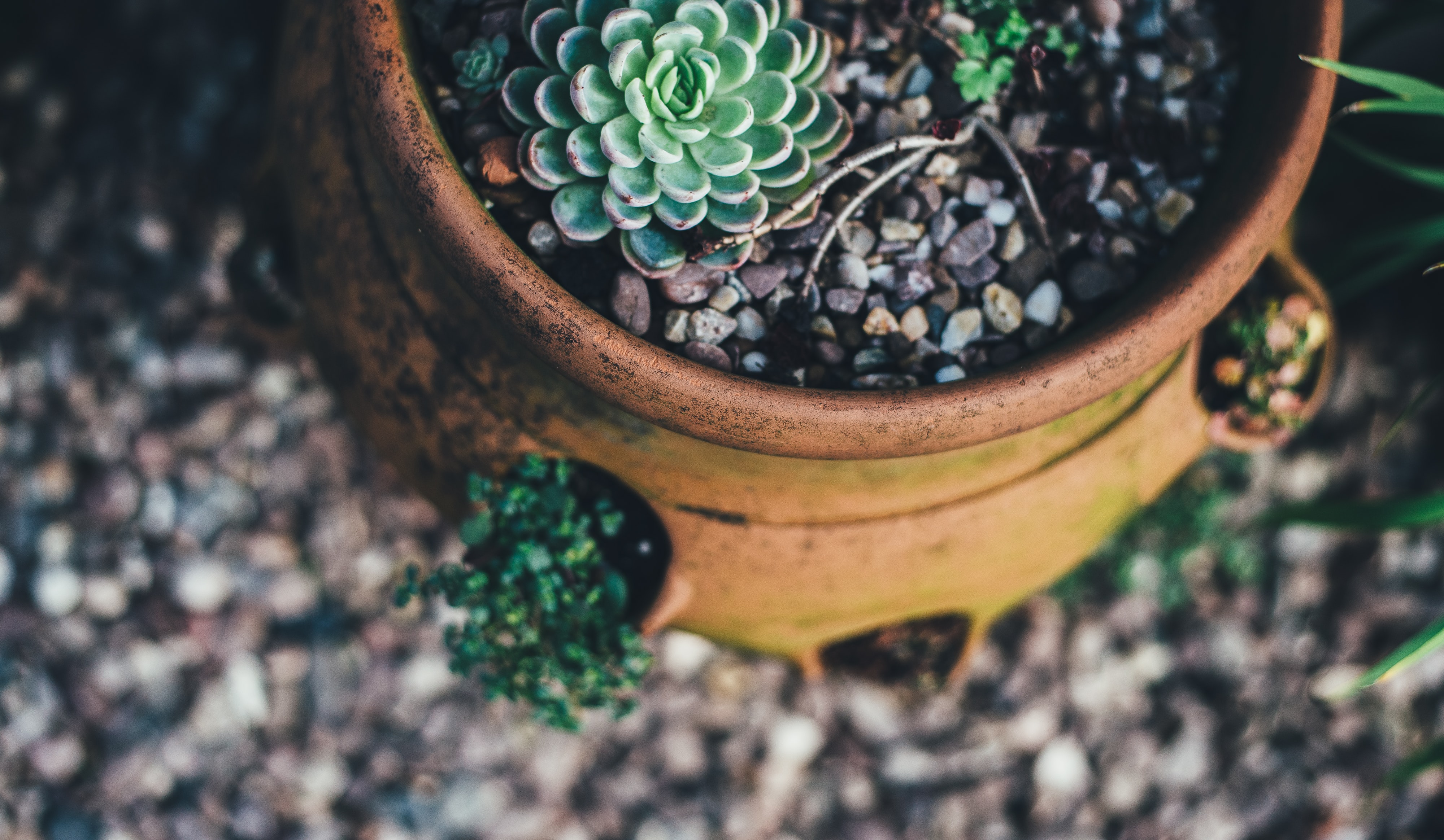 succulent