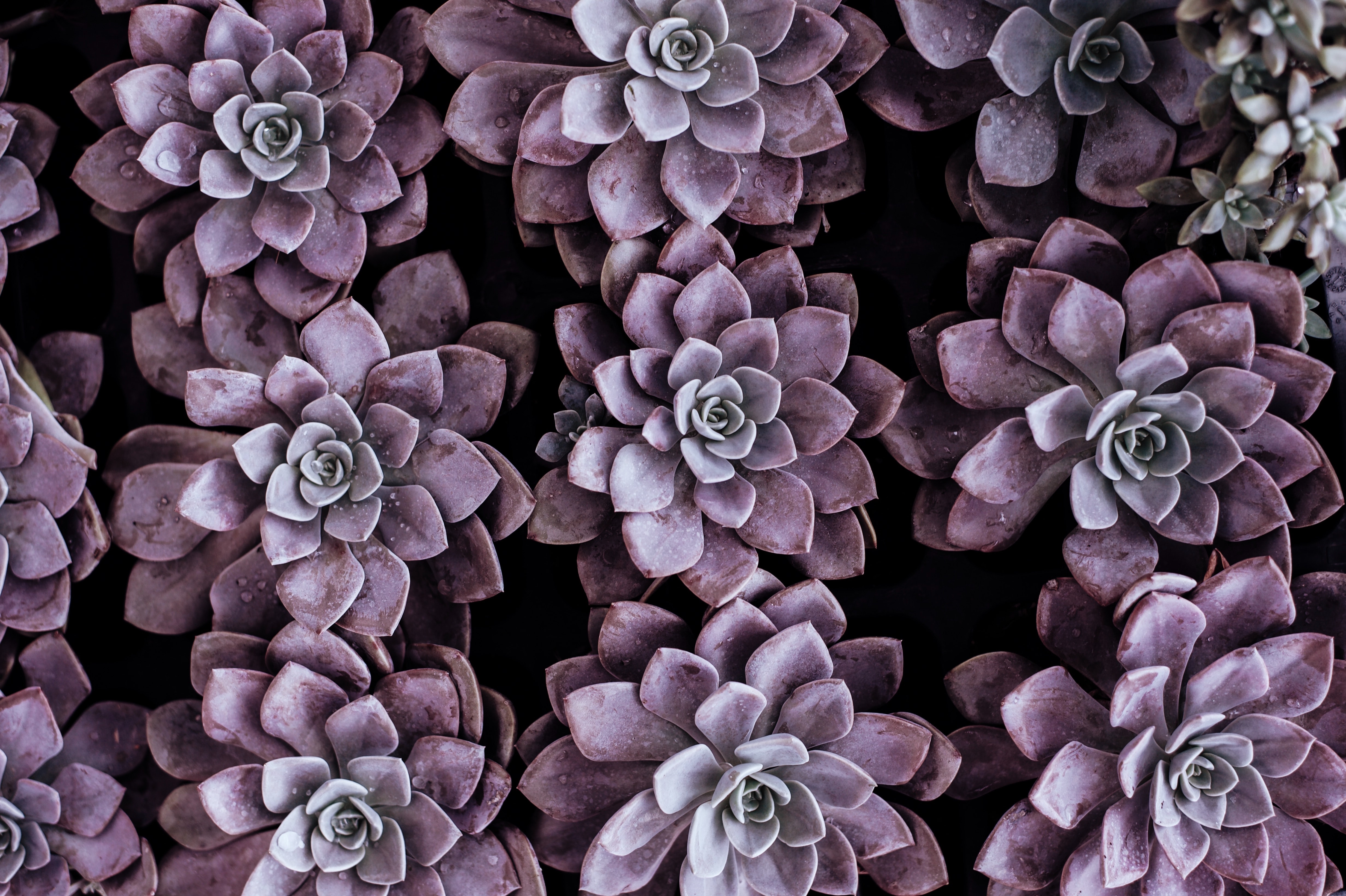 succulent
