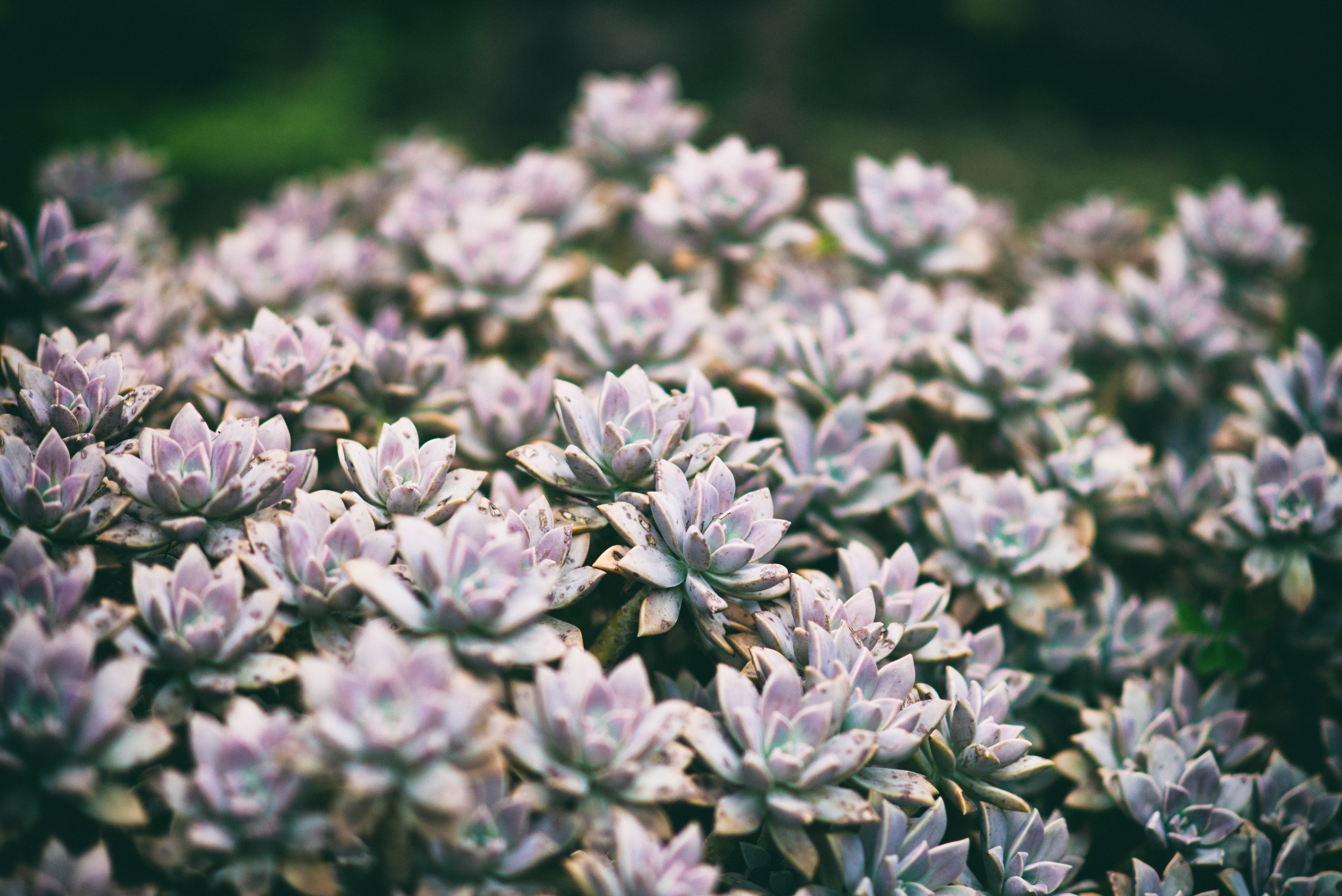 succulent