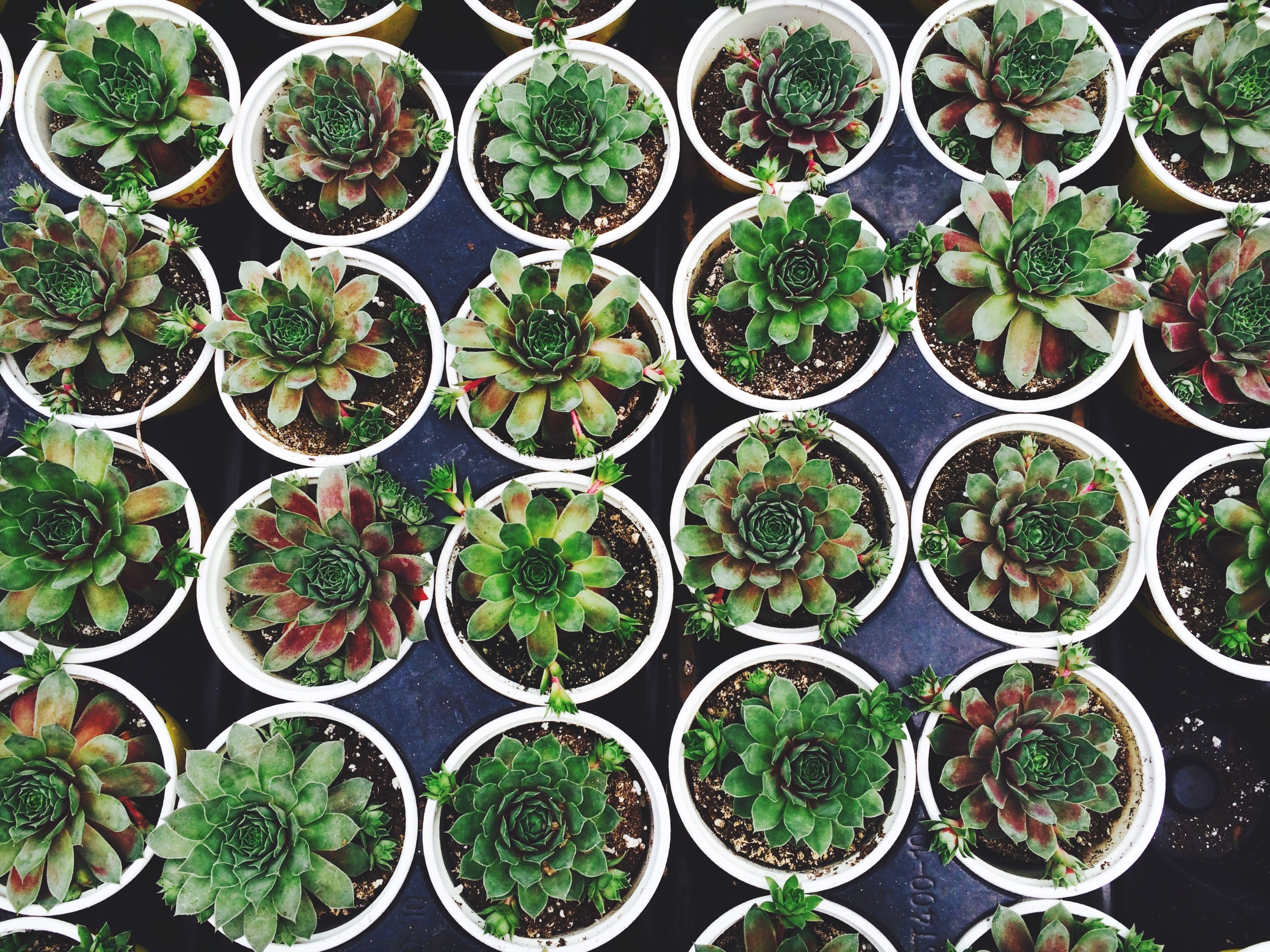 succulent