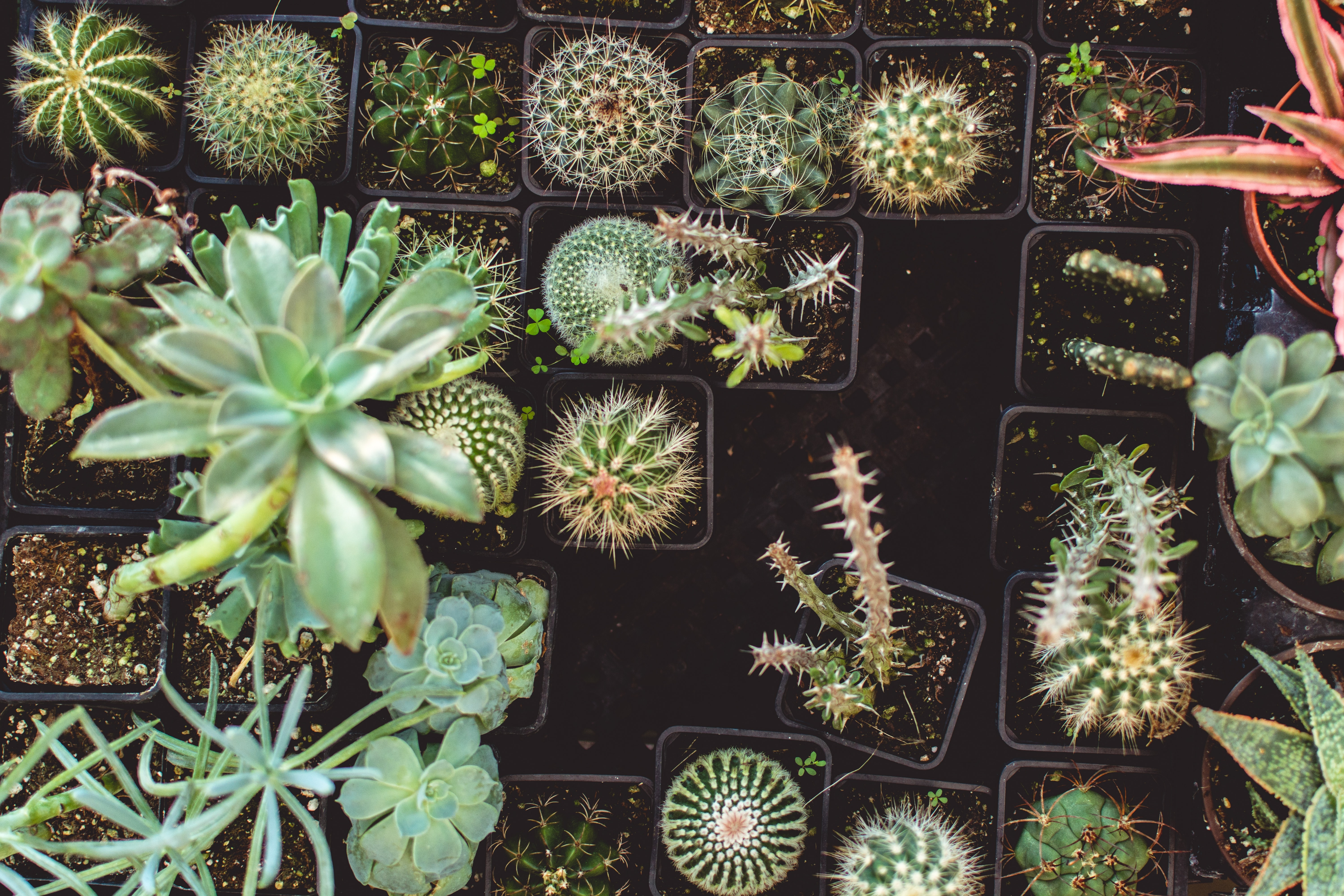 succulent