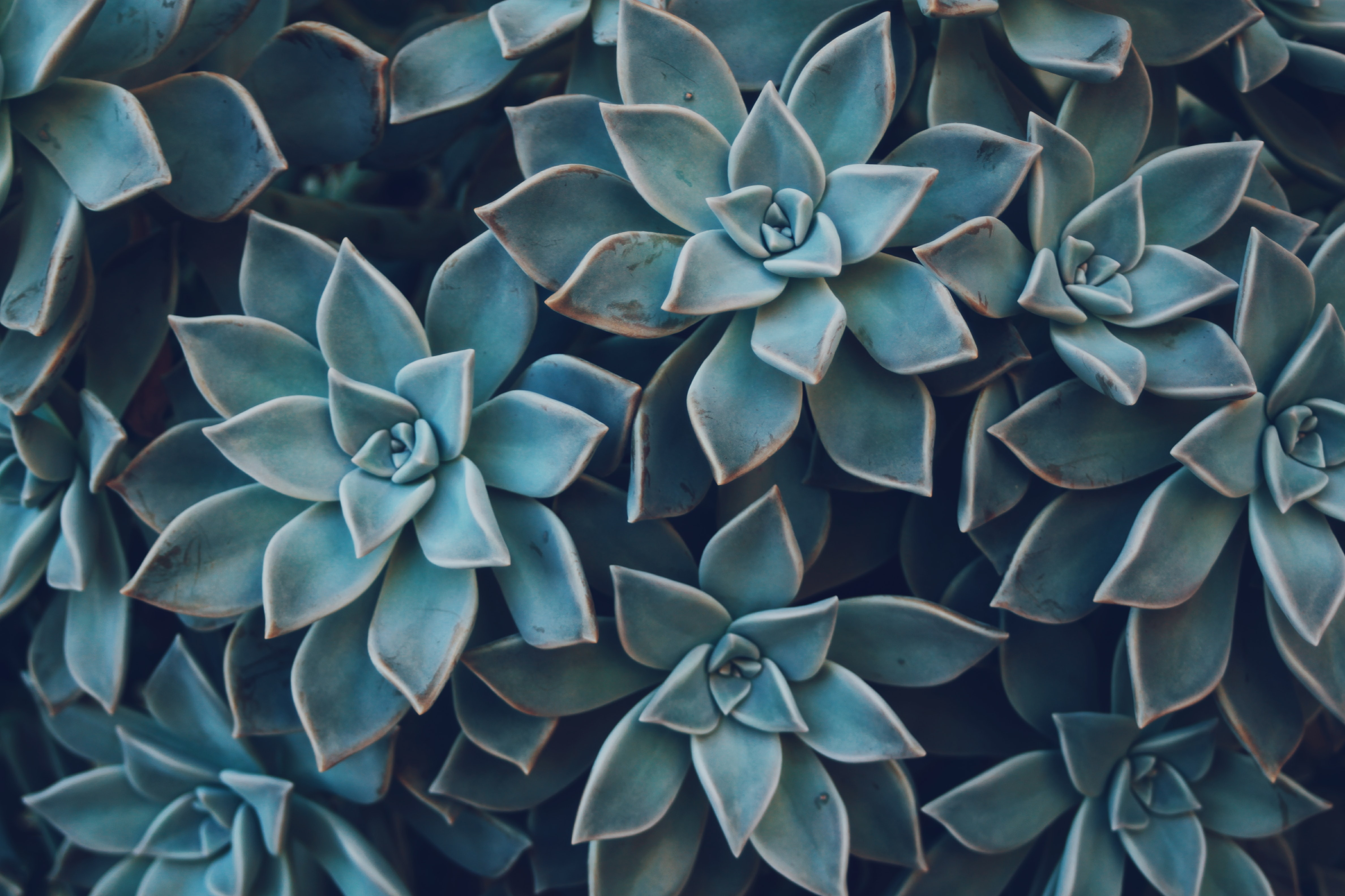 succulent