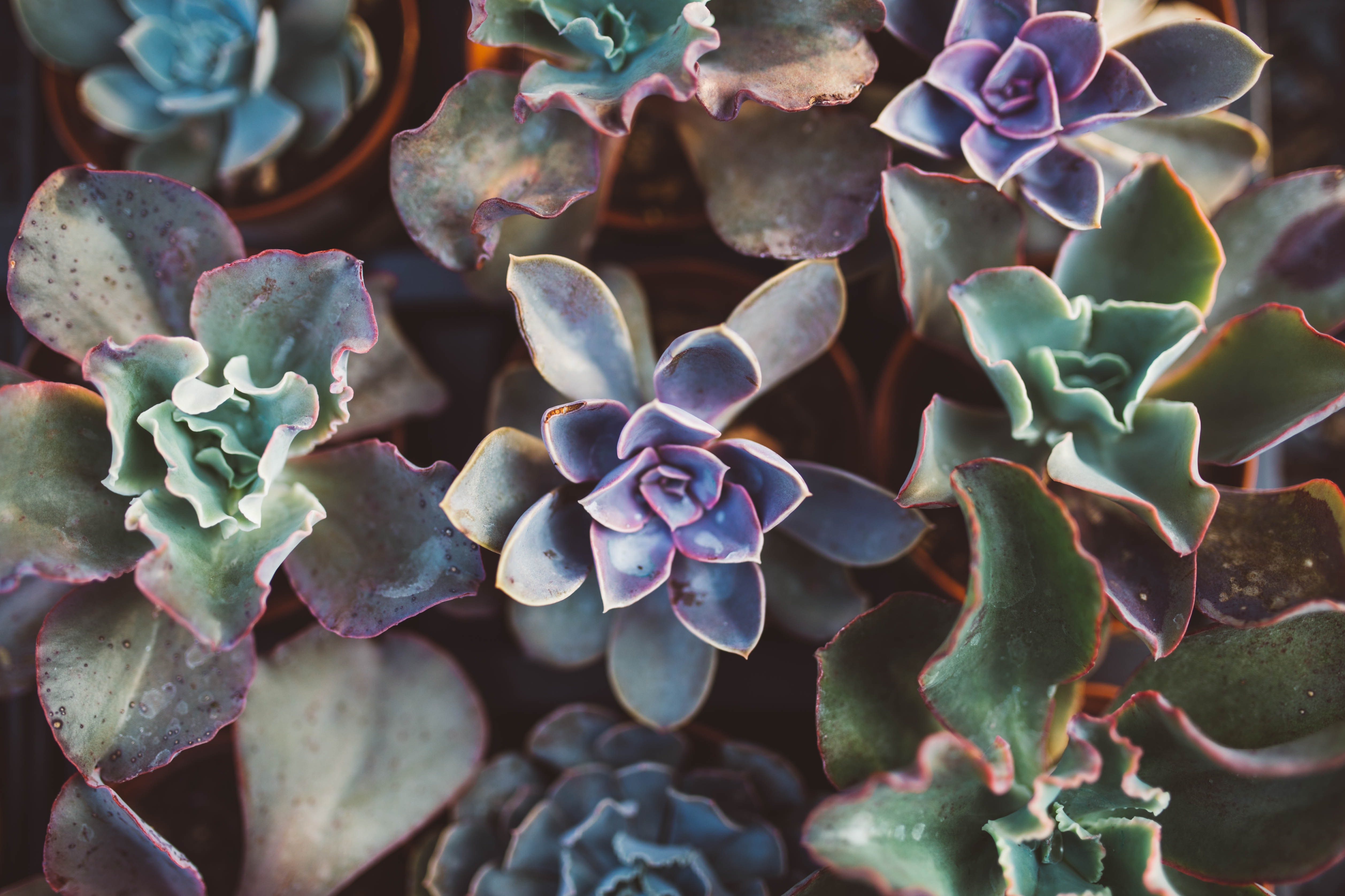 succulent
