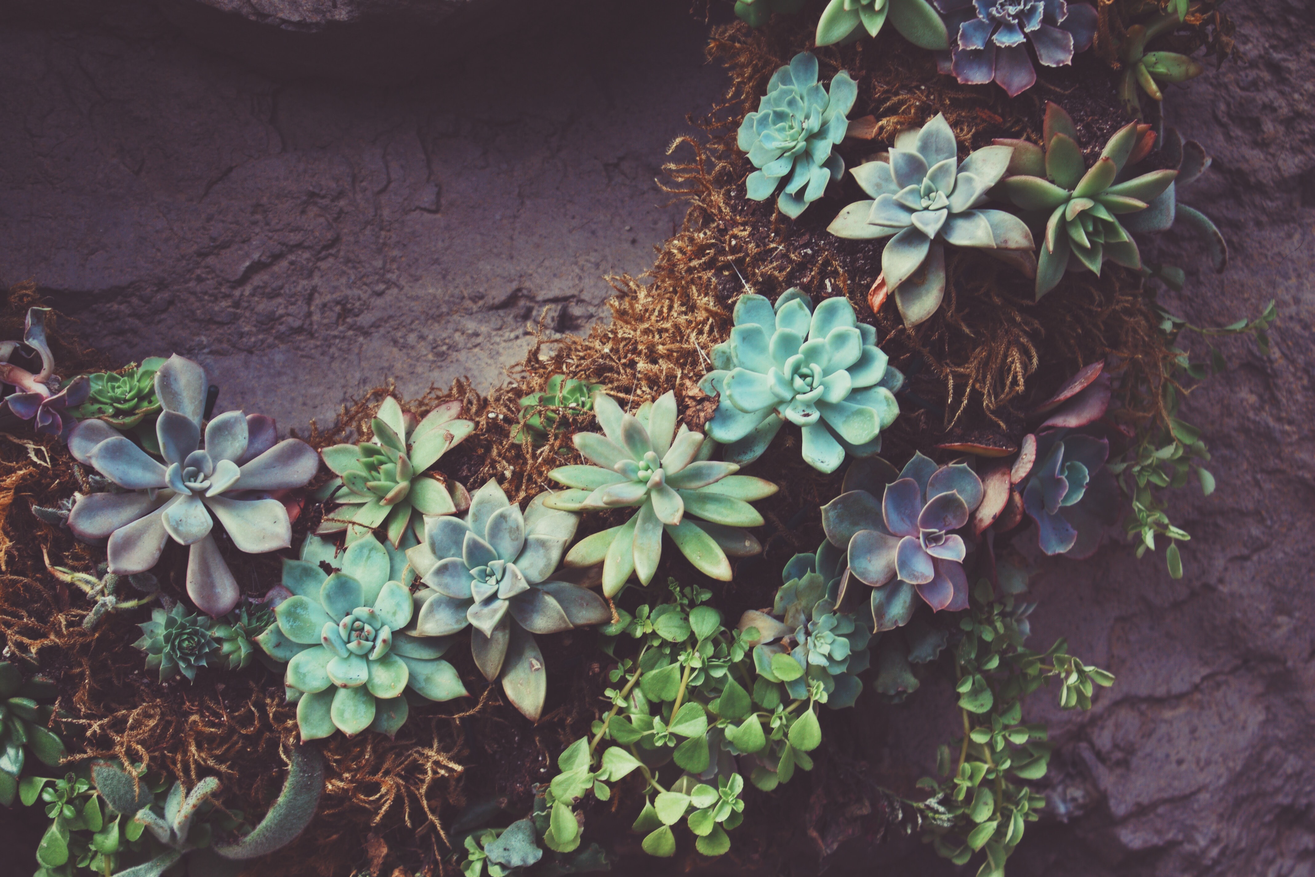 succulent