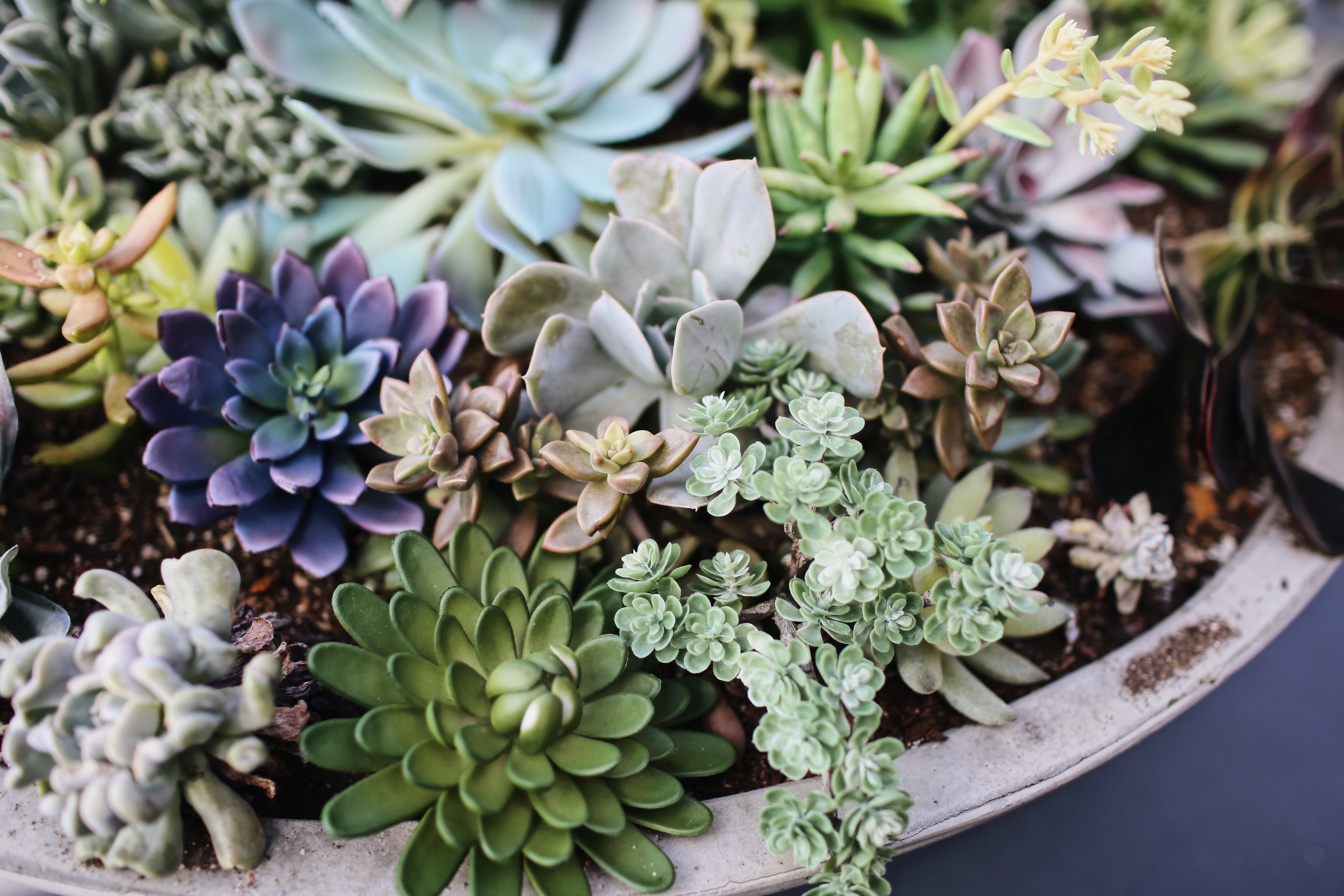 succulent