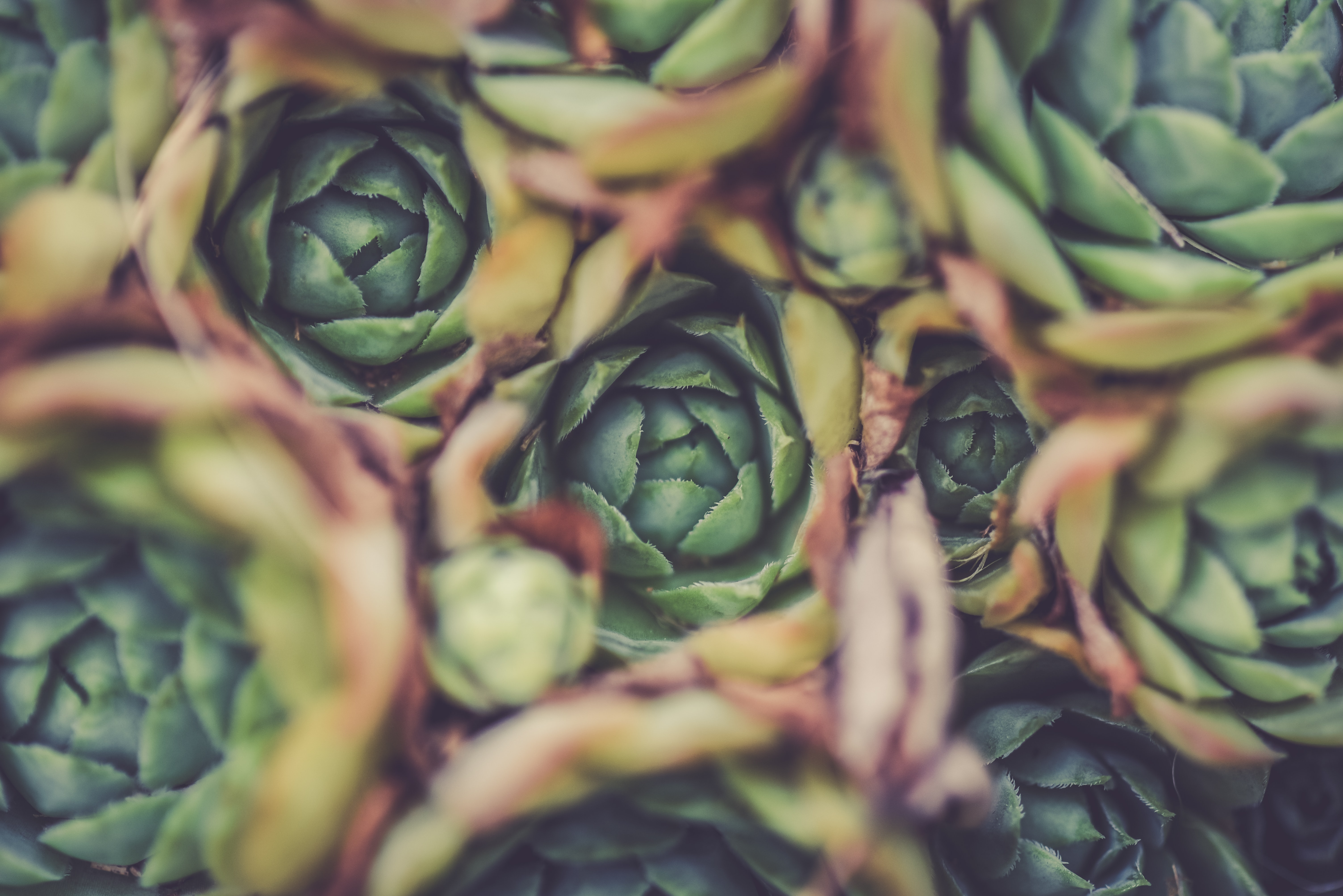 succulent