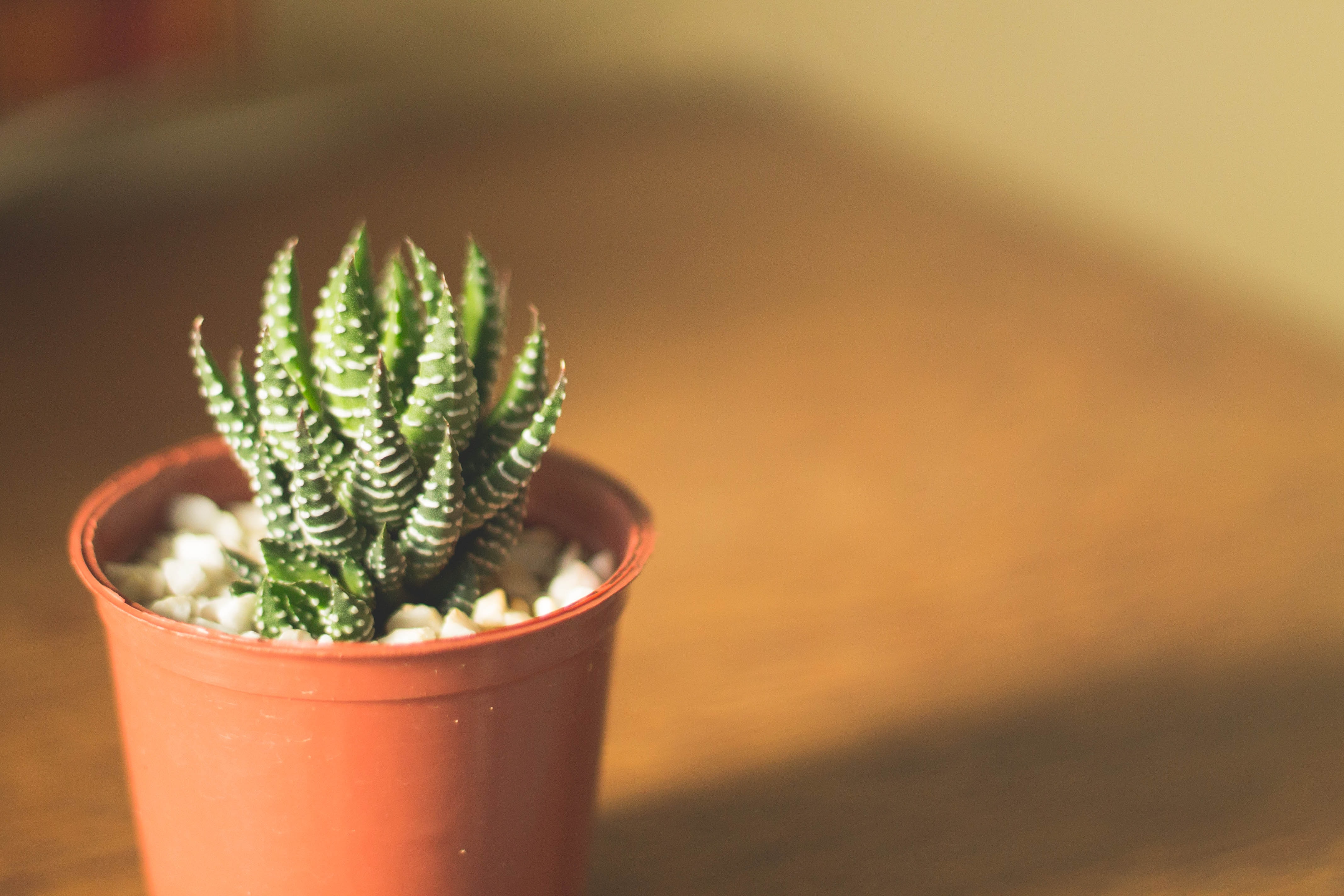 succulent