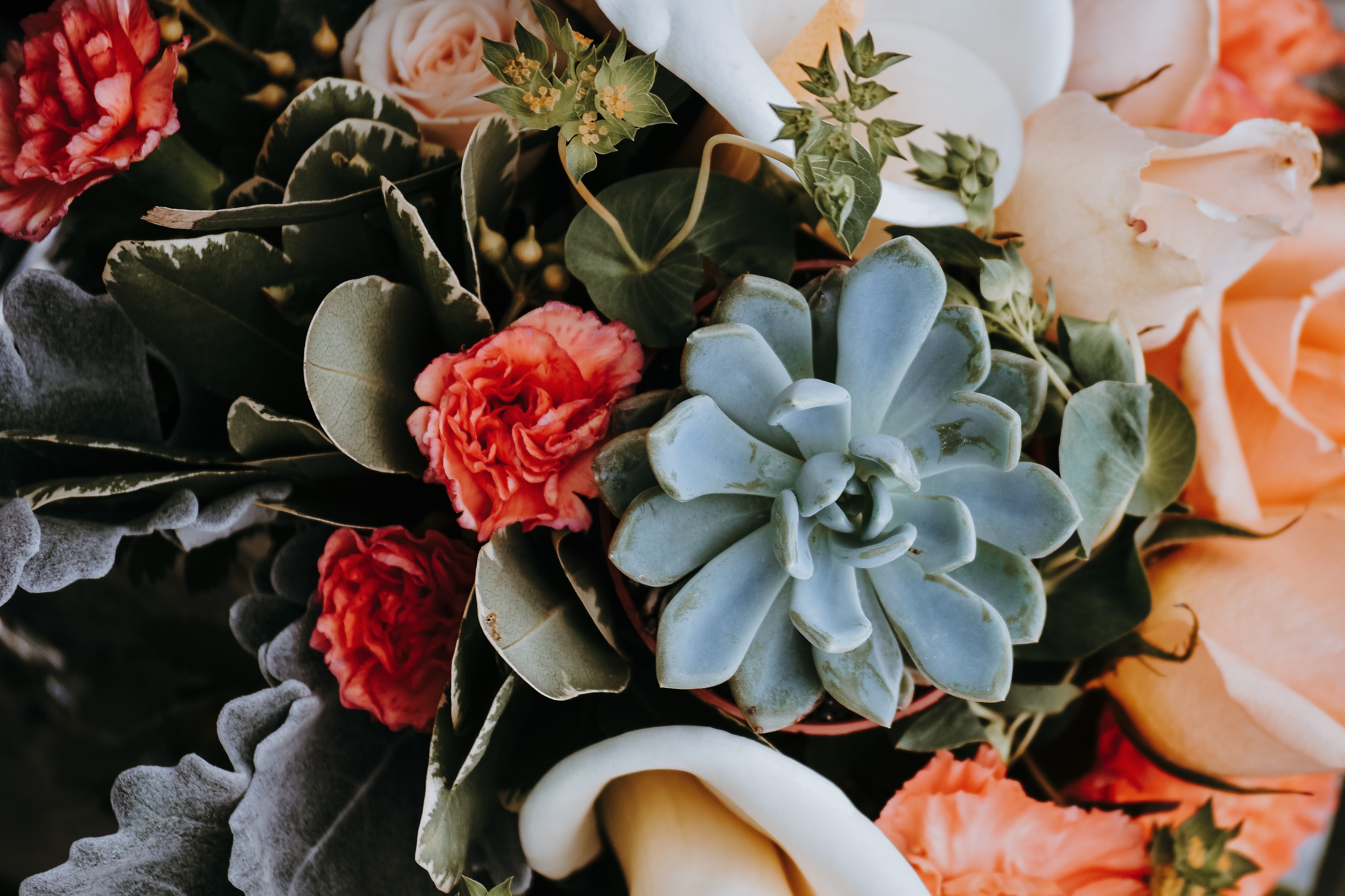 succulent