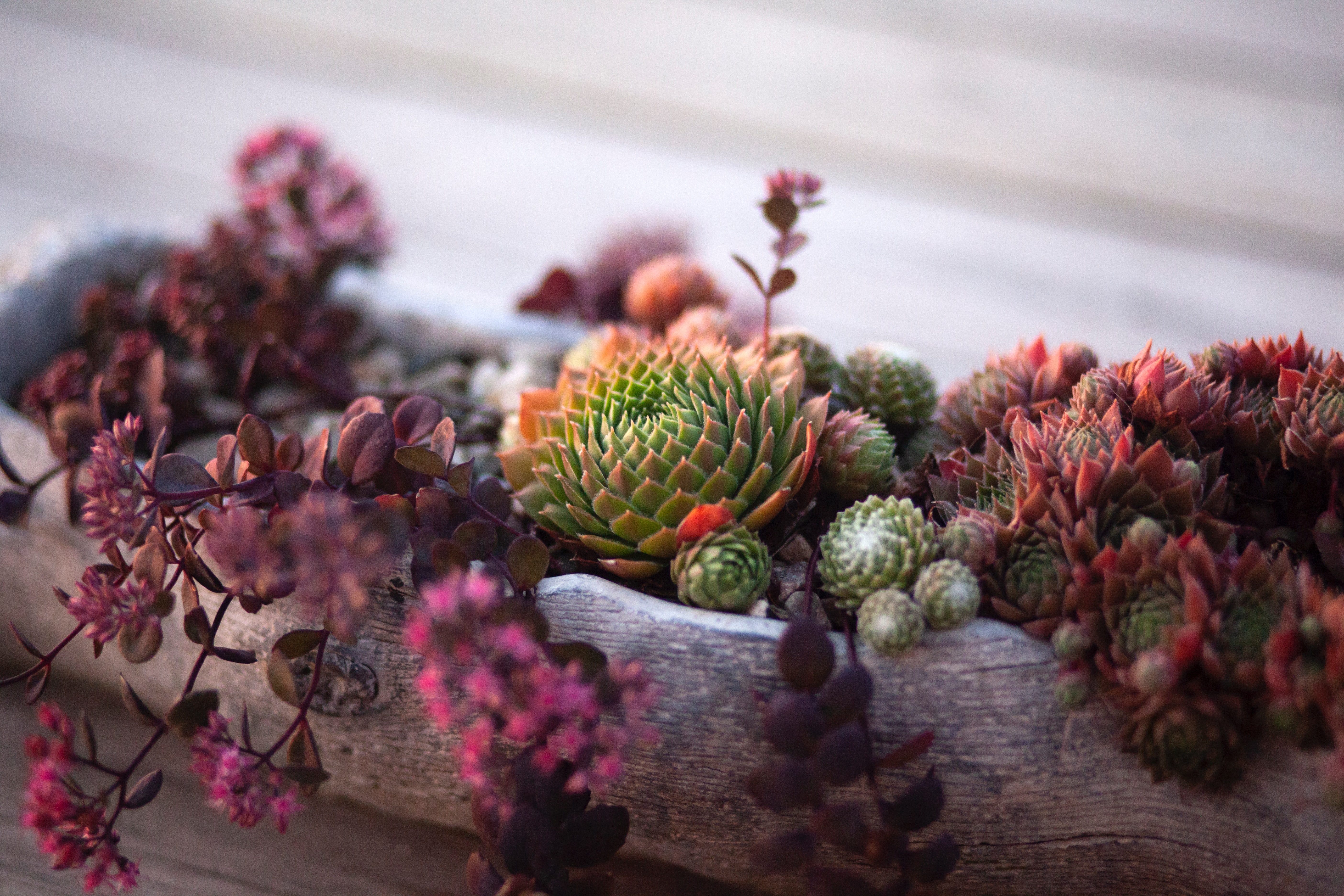 succulent