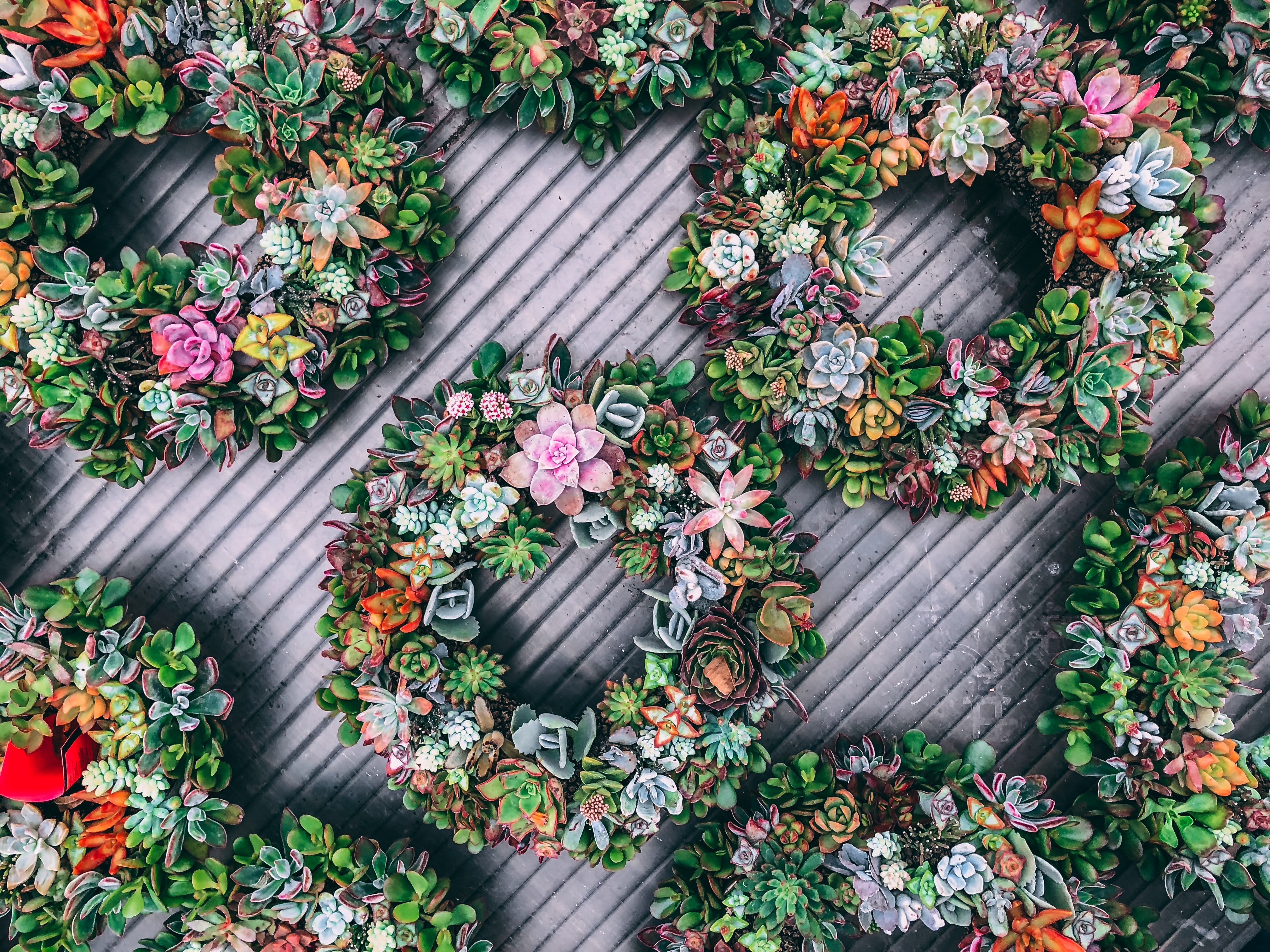 succulent