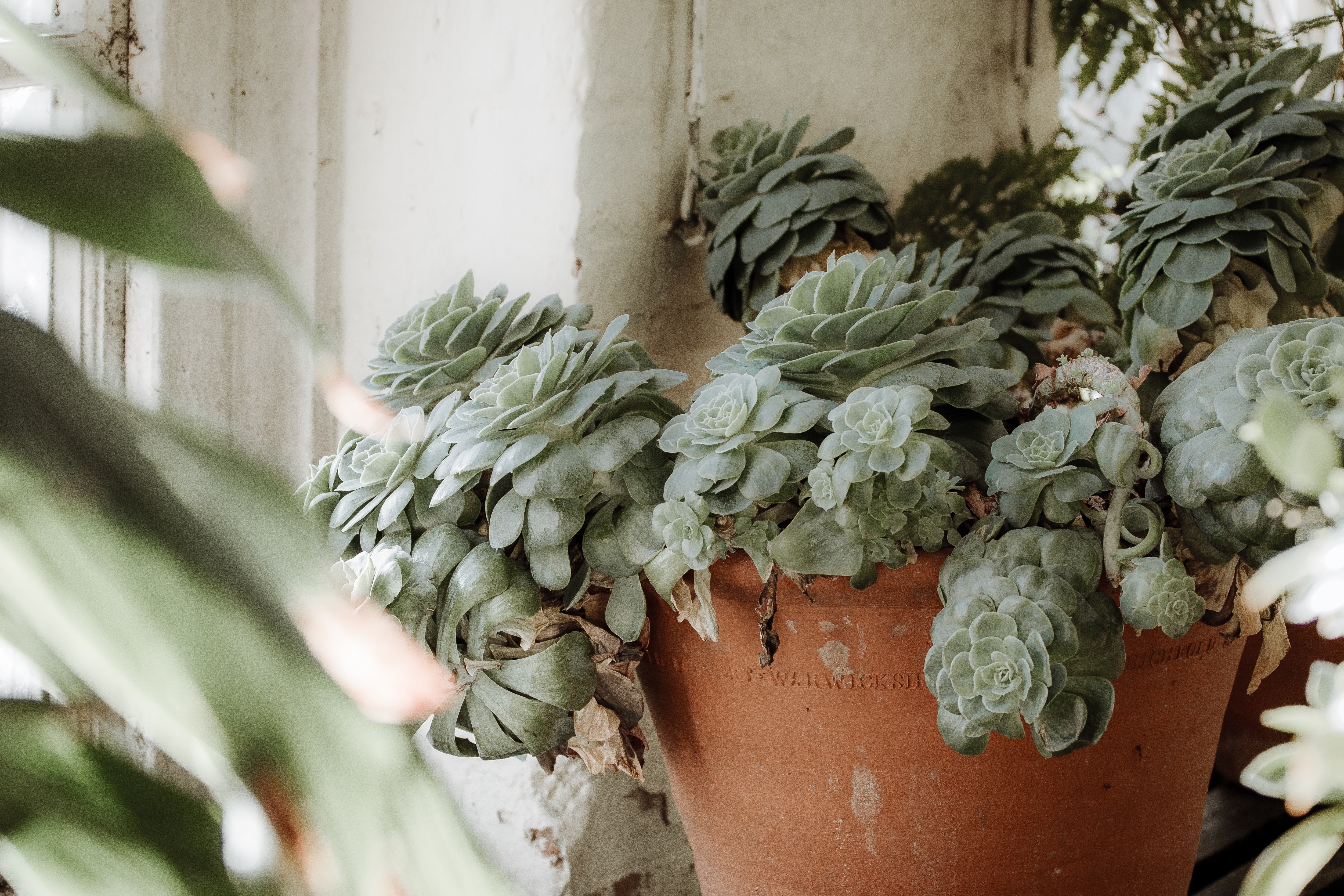 succulent