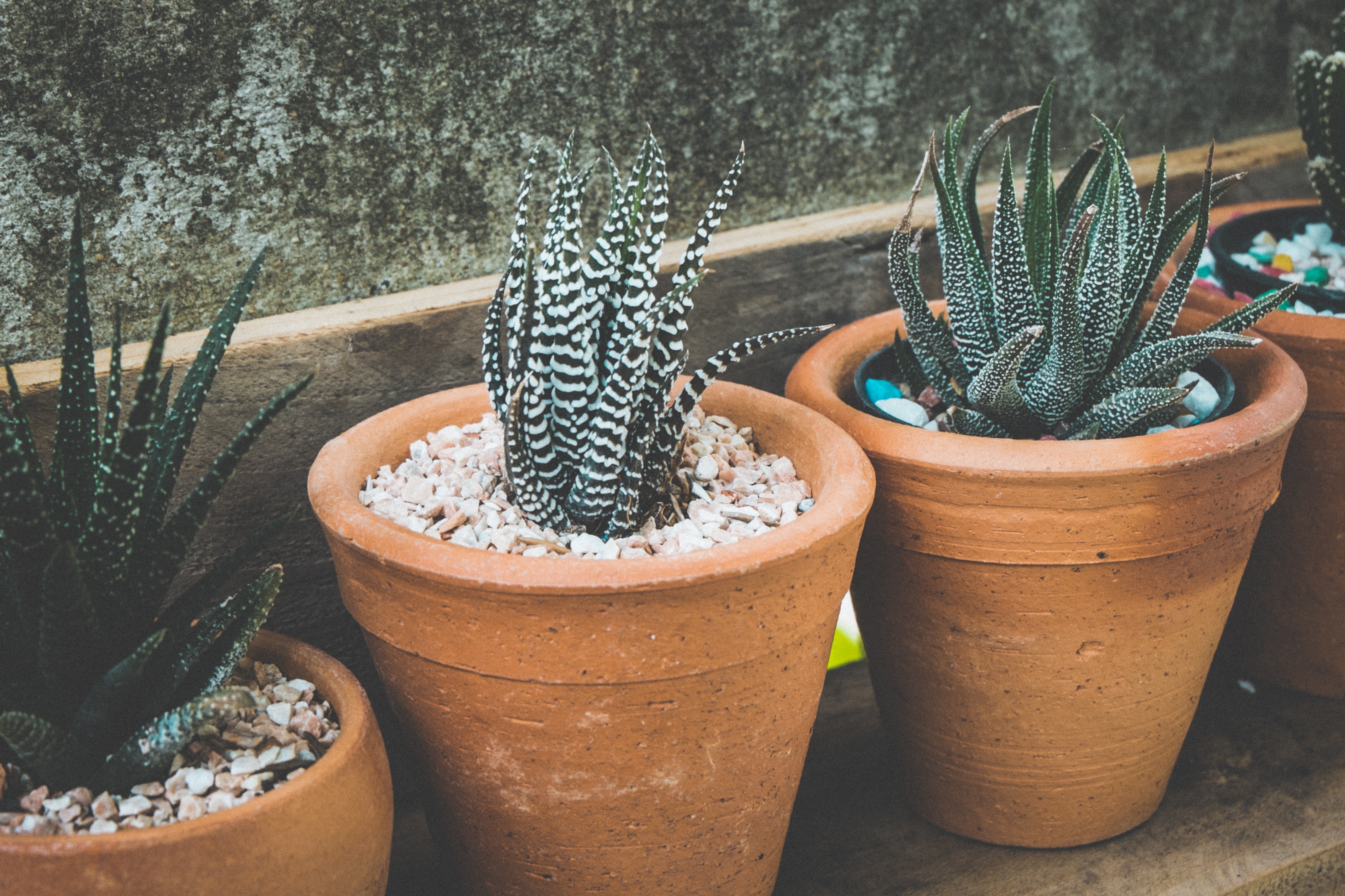 succulent