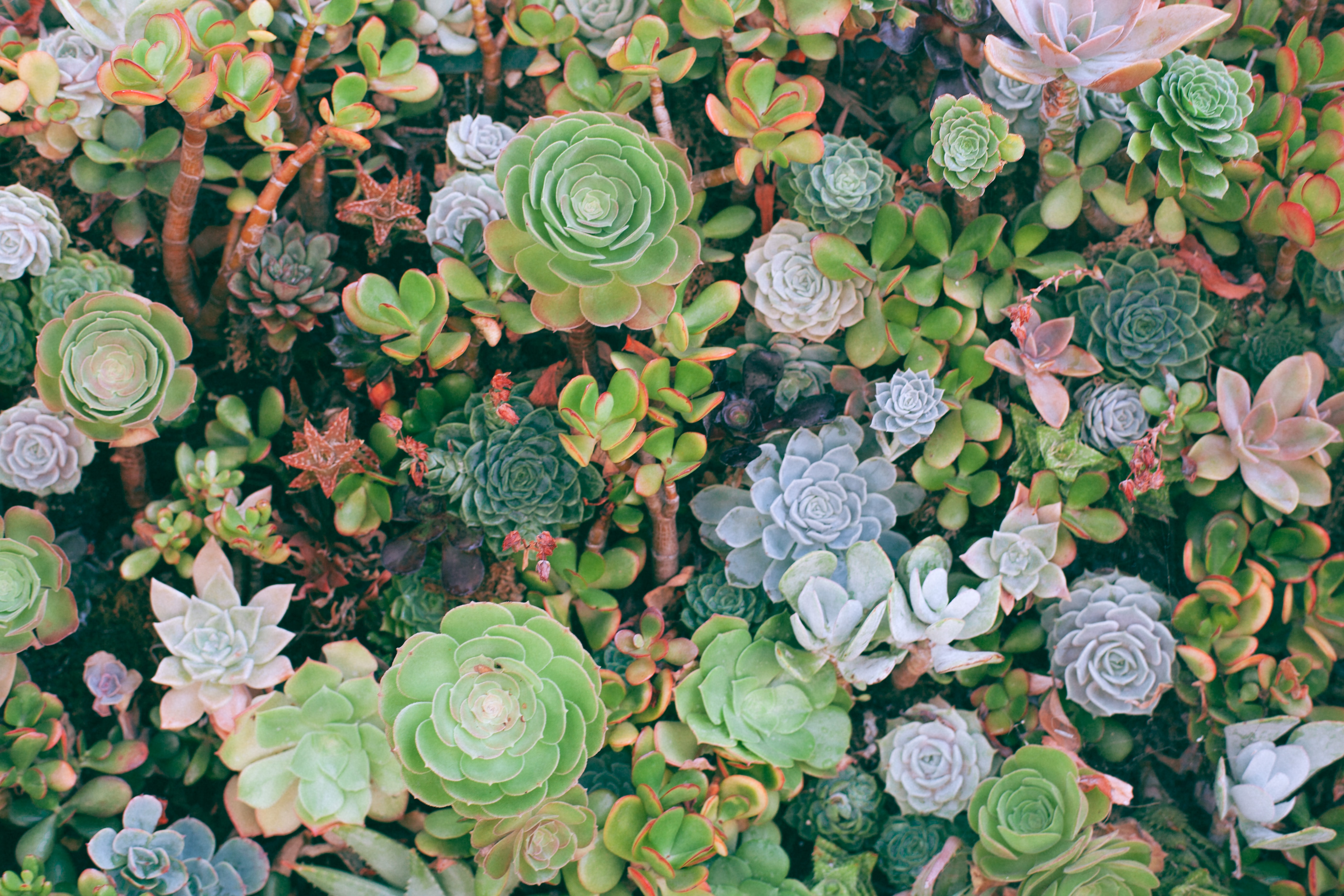 succulent