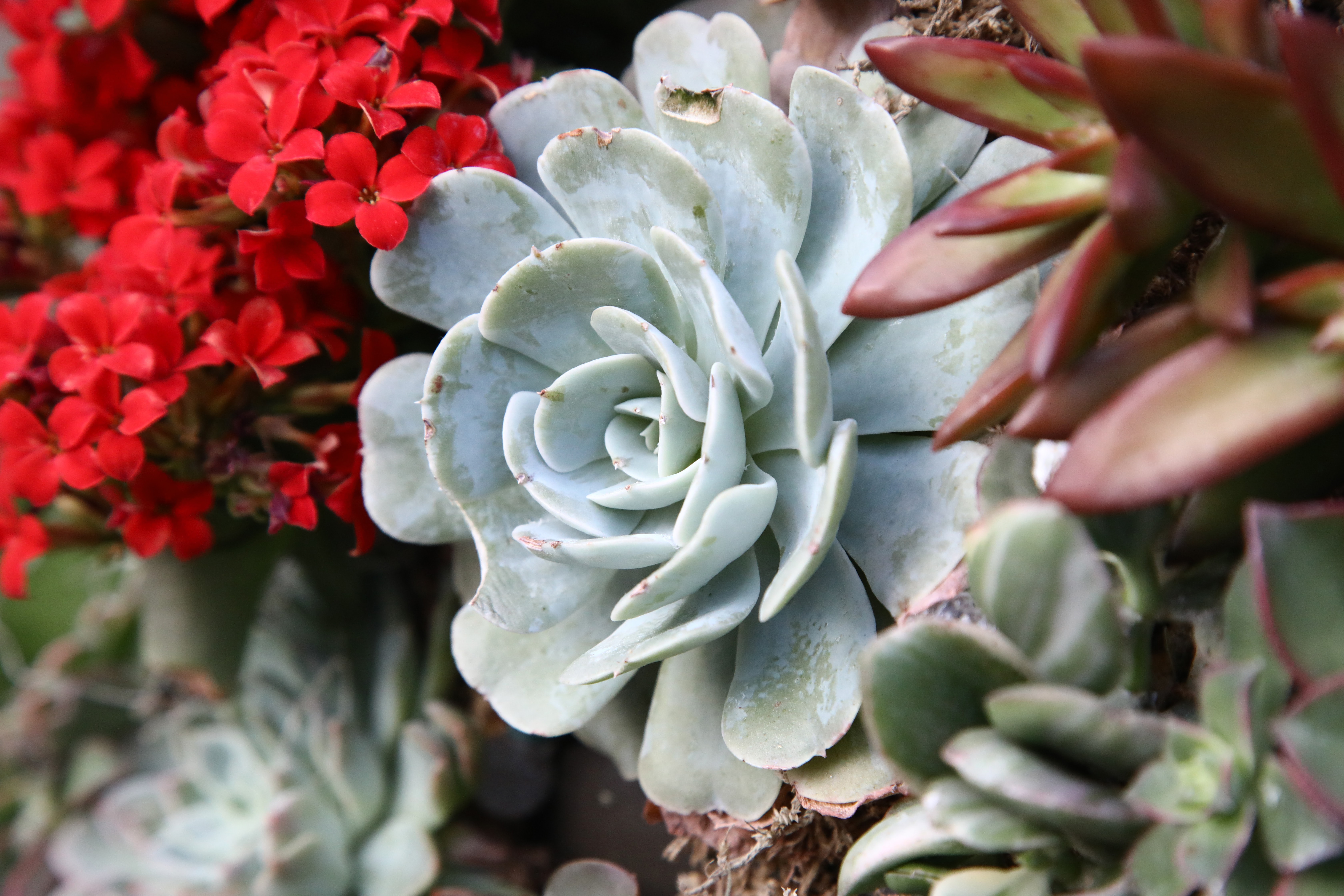 succulent