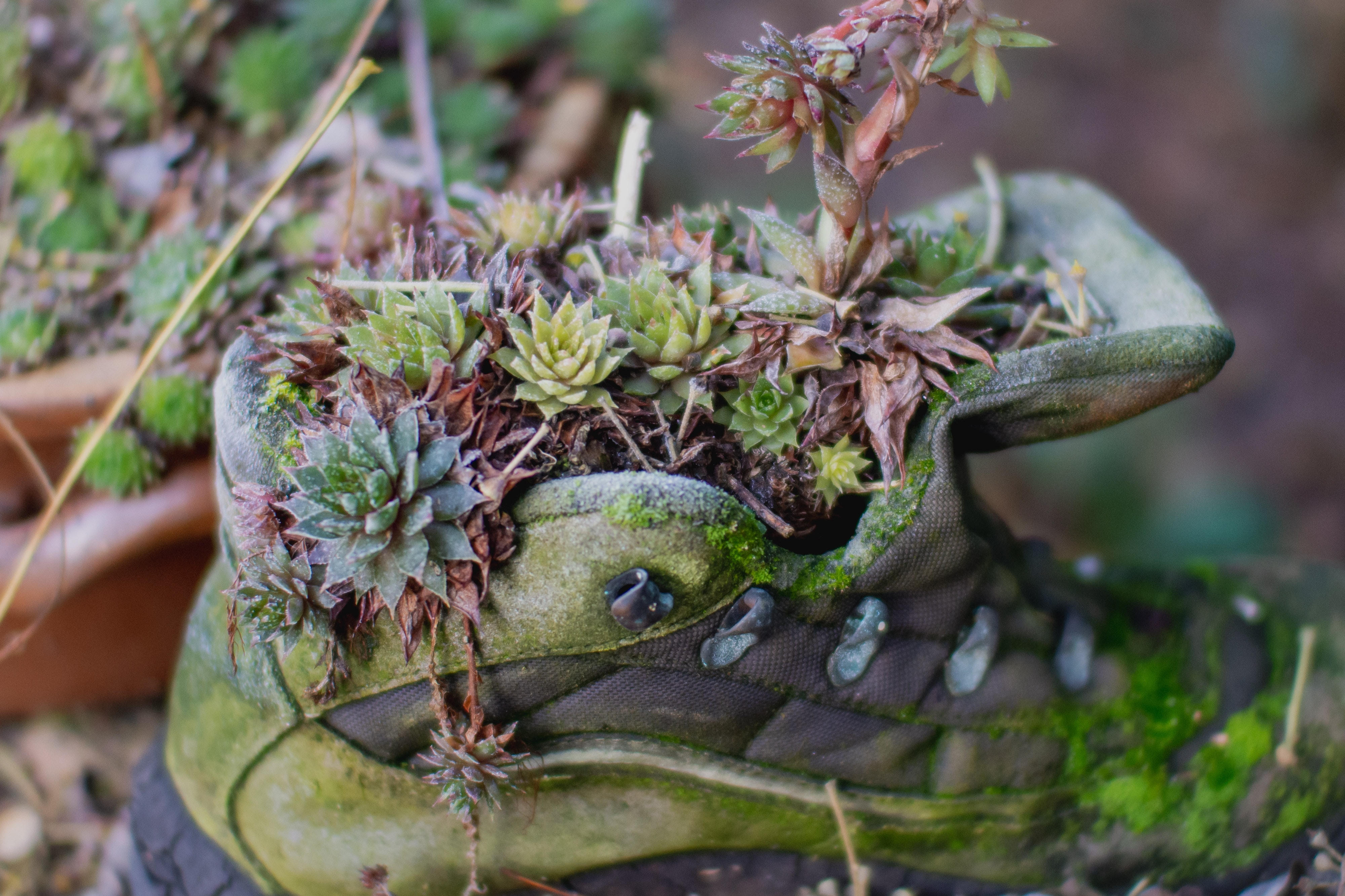 succulent