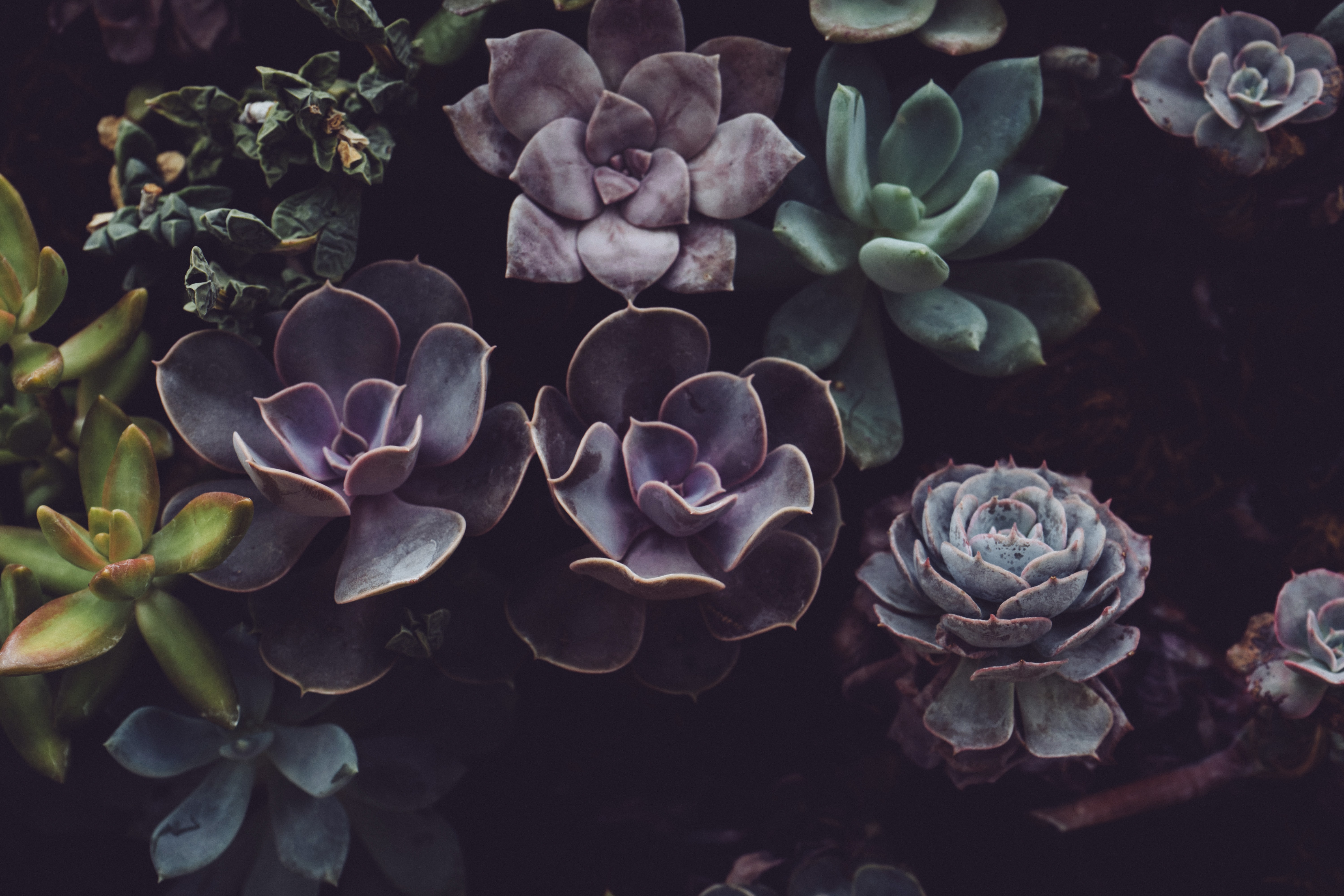 succulent