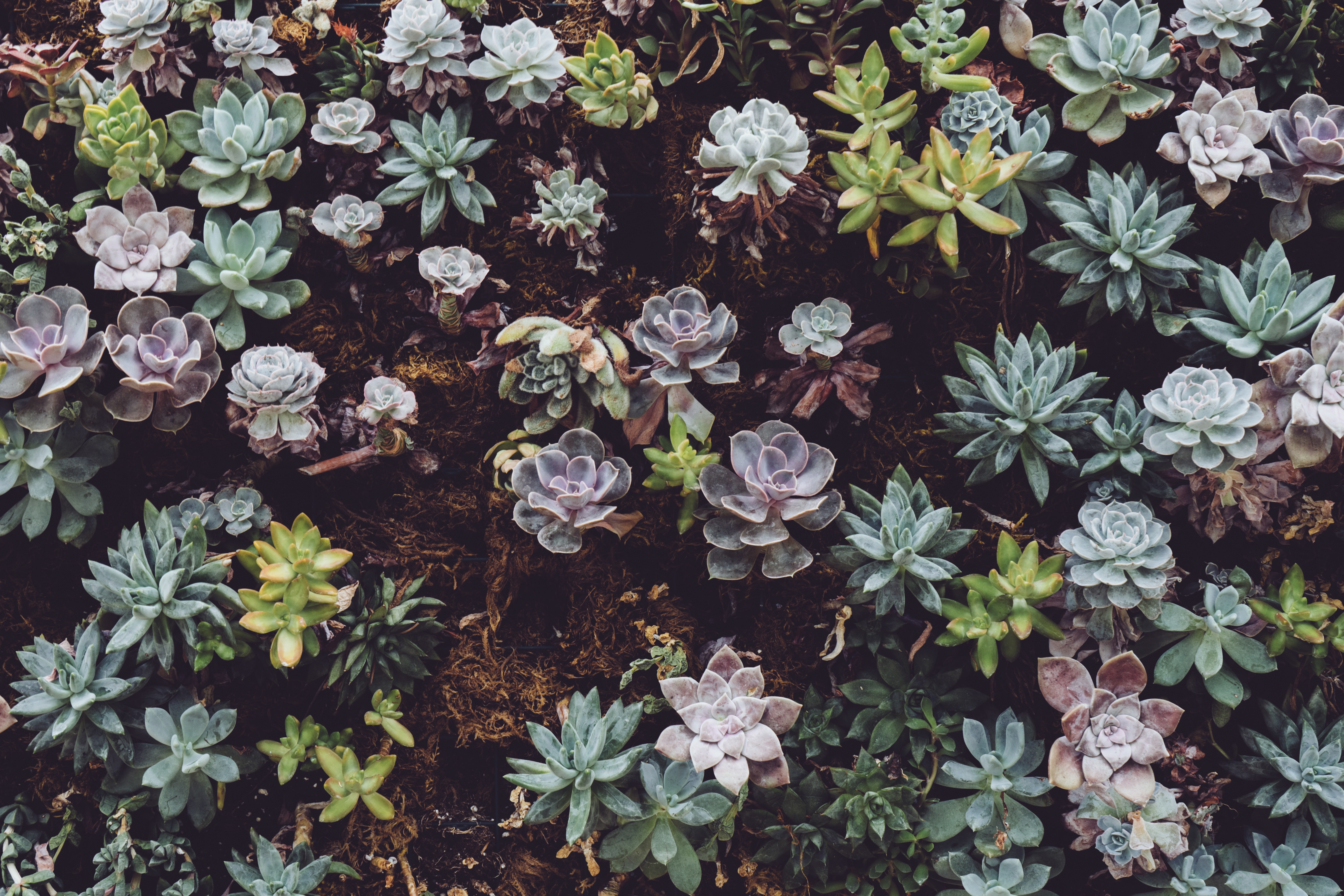 succulent