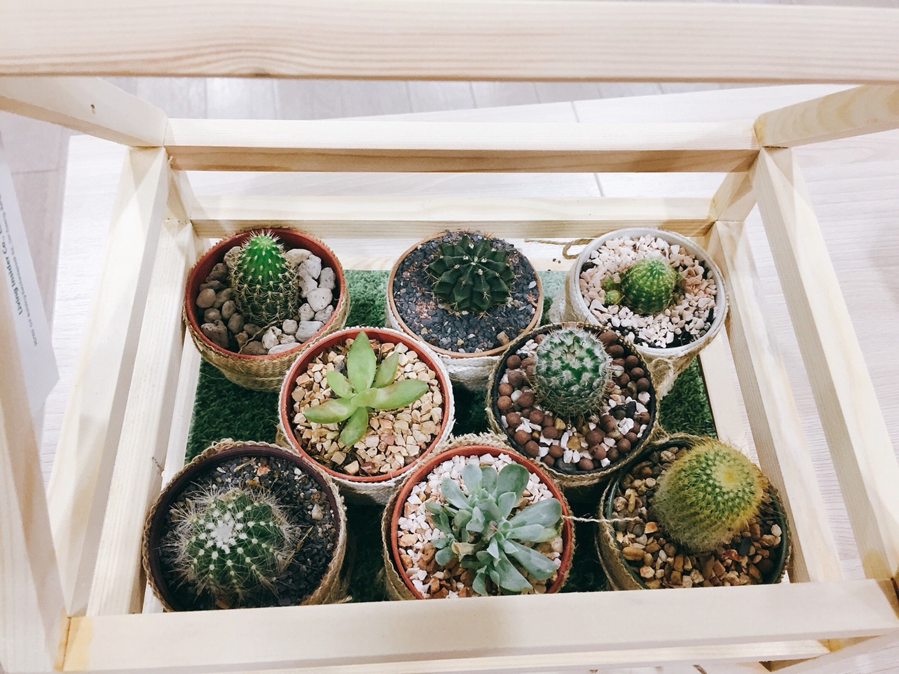 succulent