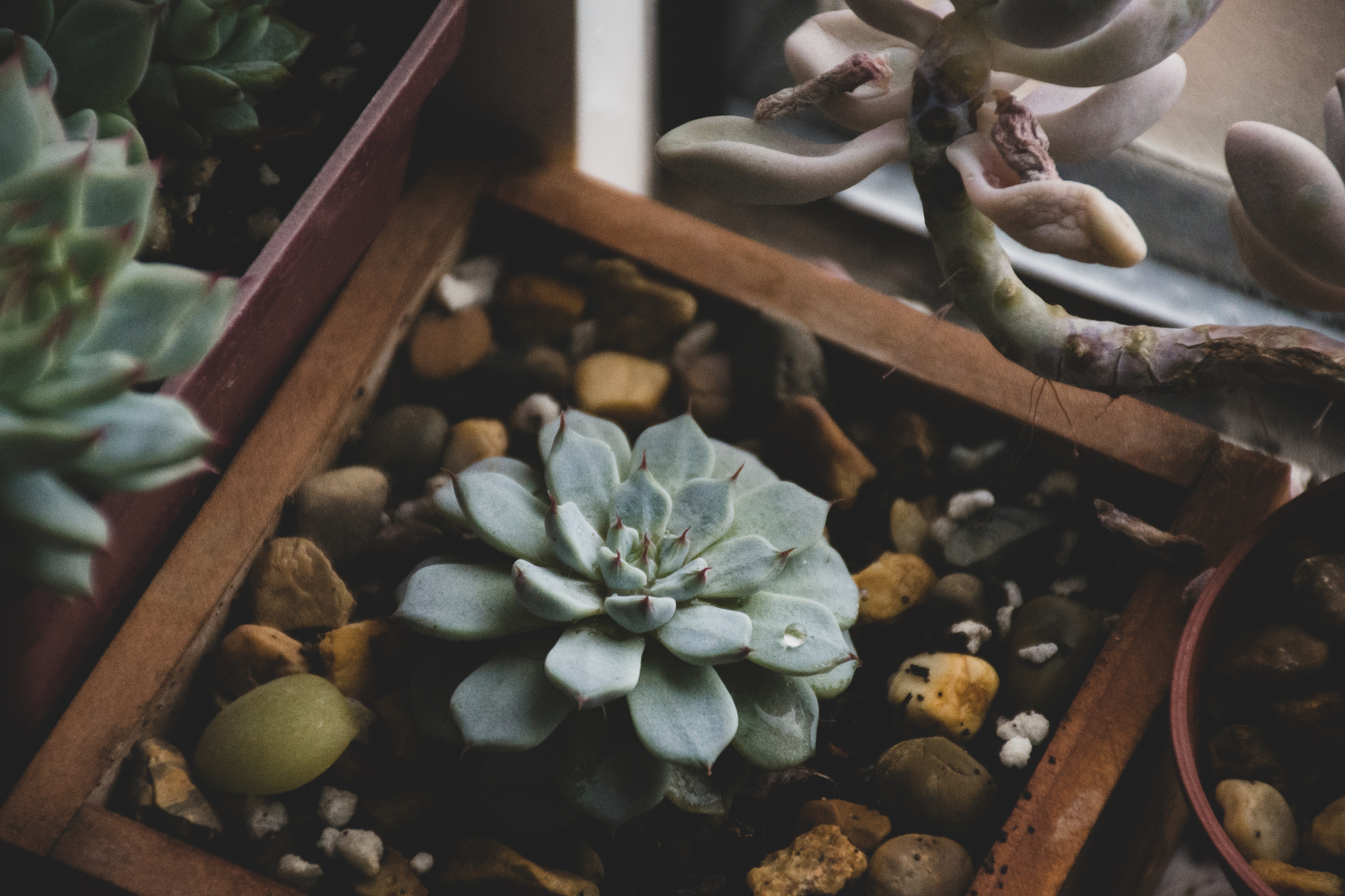 succulent