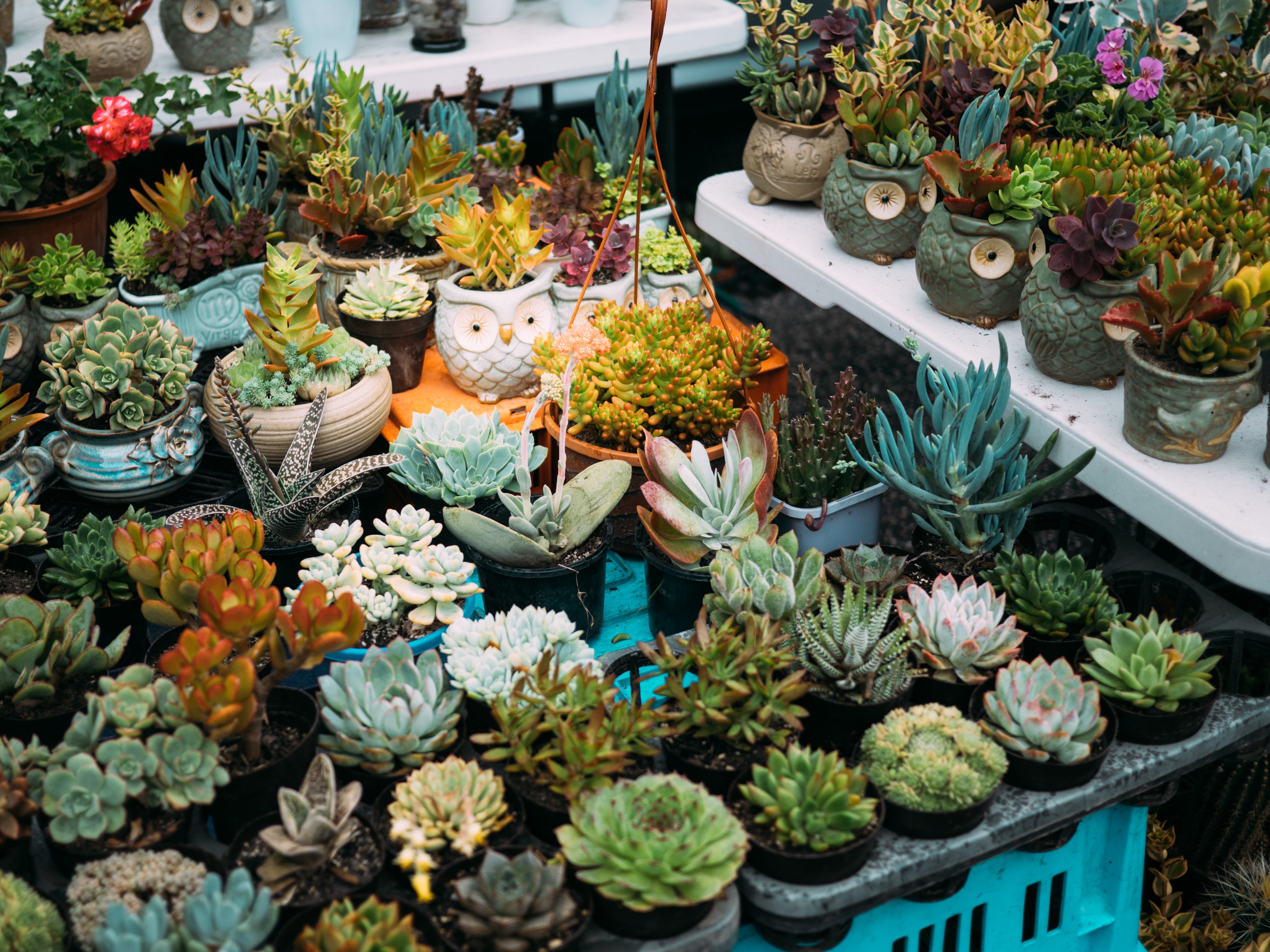 succulent