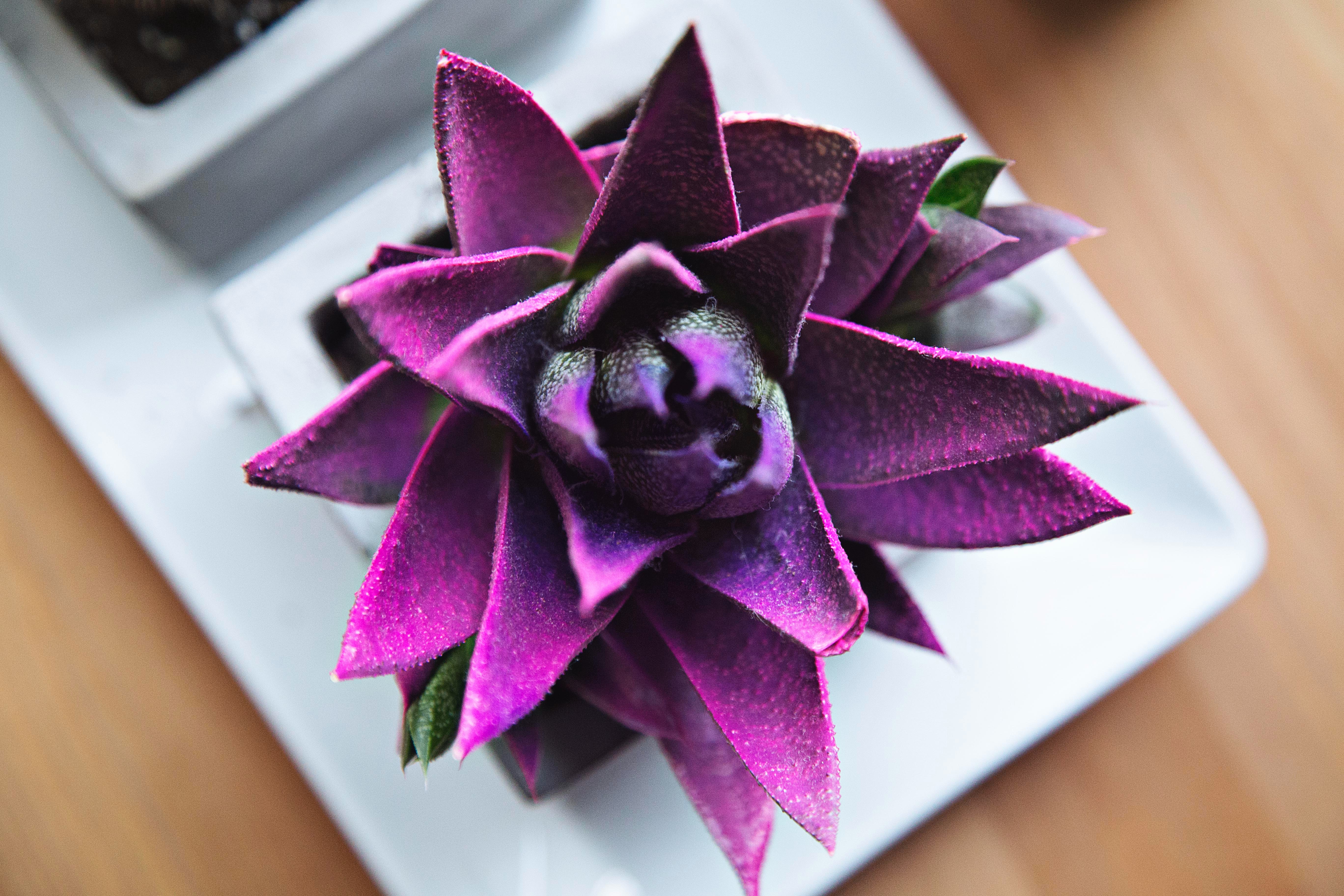 succulent