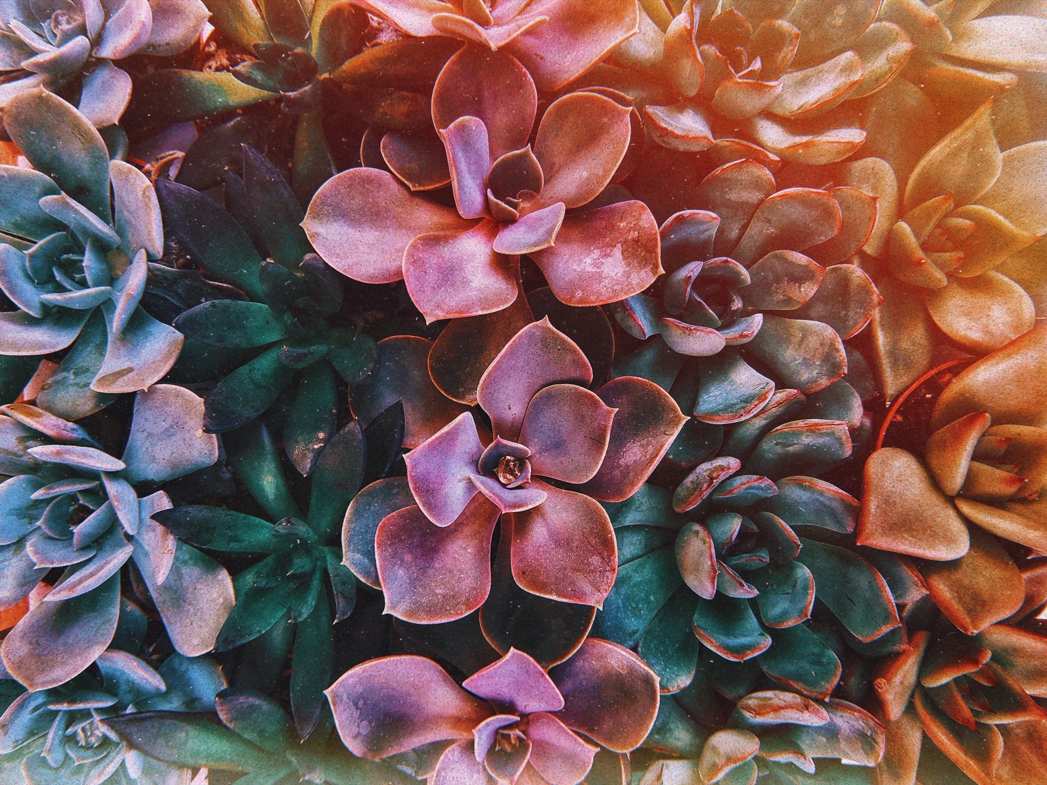 succulent